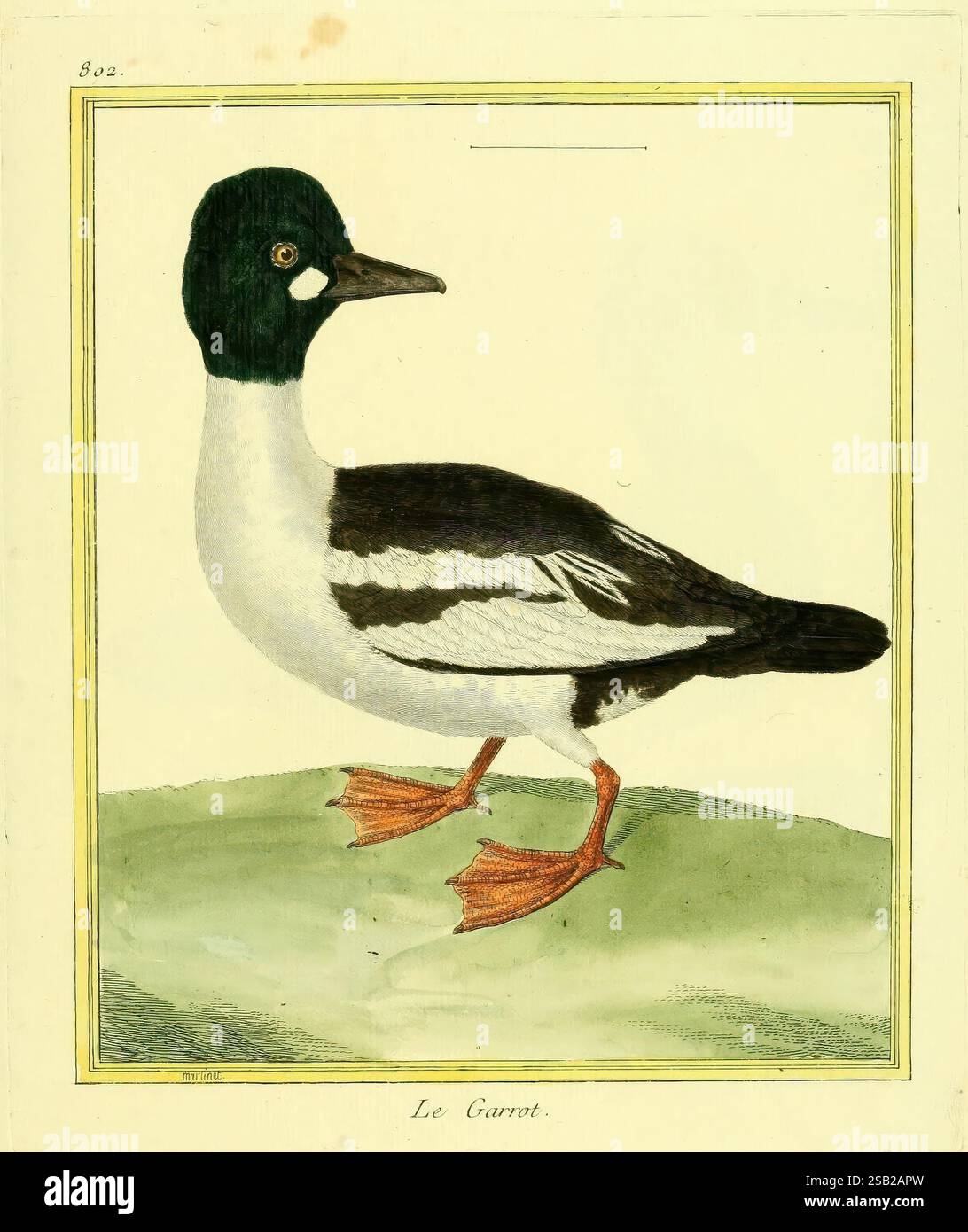 Planches enluminées d'histoire naturelle Parigi opere pittoriche Zoologia Garrot Common GoldenEye Foto Stock