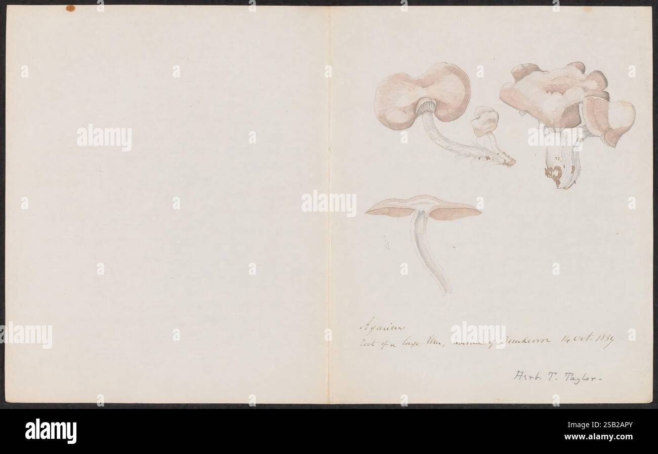 Disegni di funghi, non prima del 1839, funghi, opere pittoriche Foto Stock