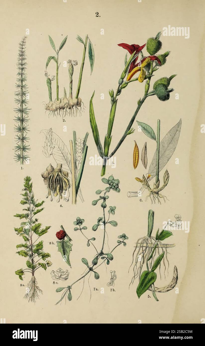 Pflanzen-Atlas nach dem Linné'schen System, Stoccarda, Jr. Hoffmann, 1881, atlanti, botanica, classificazione, piante, l'illustrazione mostra una varietà di piante ed elementi botanici, meticolosamente etichettati con denominazioni numeriche. Al centro, un'importante pianta fiorita presenta vivaci fiori tra il suo fogliame verde, completato da foglie affilate. Intorno a questo punto focale ci sono diverse specie di piante più piccole, ciascuna raffigurata con dettagli intricati. In alto a sinistra è illustrata una pianta sottile, simile ad aghi, mentre le sezioni inferiori includono una felce avvolgente e una delicata t Foto Stock