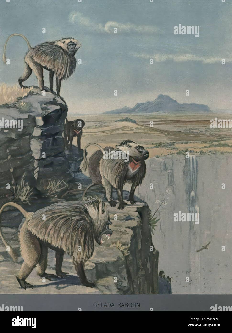 Album di uccelli e mammiferi abissini Chicago Field Museum of Natural History 1930 uccelli Etiopia mammiferi opere pittoriche Università dell'Illinois a Urbana-Champaign Theropithecus gelada Louis Agassiz Fuertes artropode Louis Agassiz Fuertes arte scientifica illustrazione biologica gelada Etiopia, Un gruppo di babbuini gelada è raffigurato in cima a una scogliera rocciosa, che sovrasta il vasto paesaggio prima di loro. I loro caratteristici capelli lunghi e le loro caratteristiche robuste sono evidenziati quando sono vigili, alcuni guardano in lontananza mentre altri sembrano interagire l'uno con l'altro. Lo sfondo mostra una vallata estesa Foto Stock