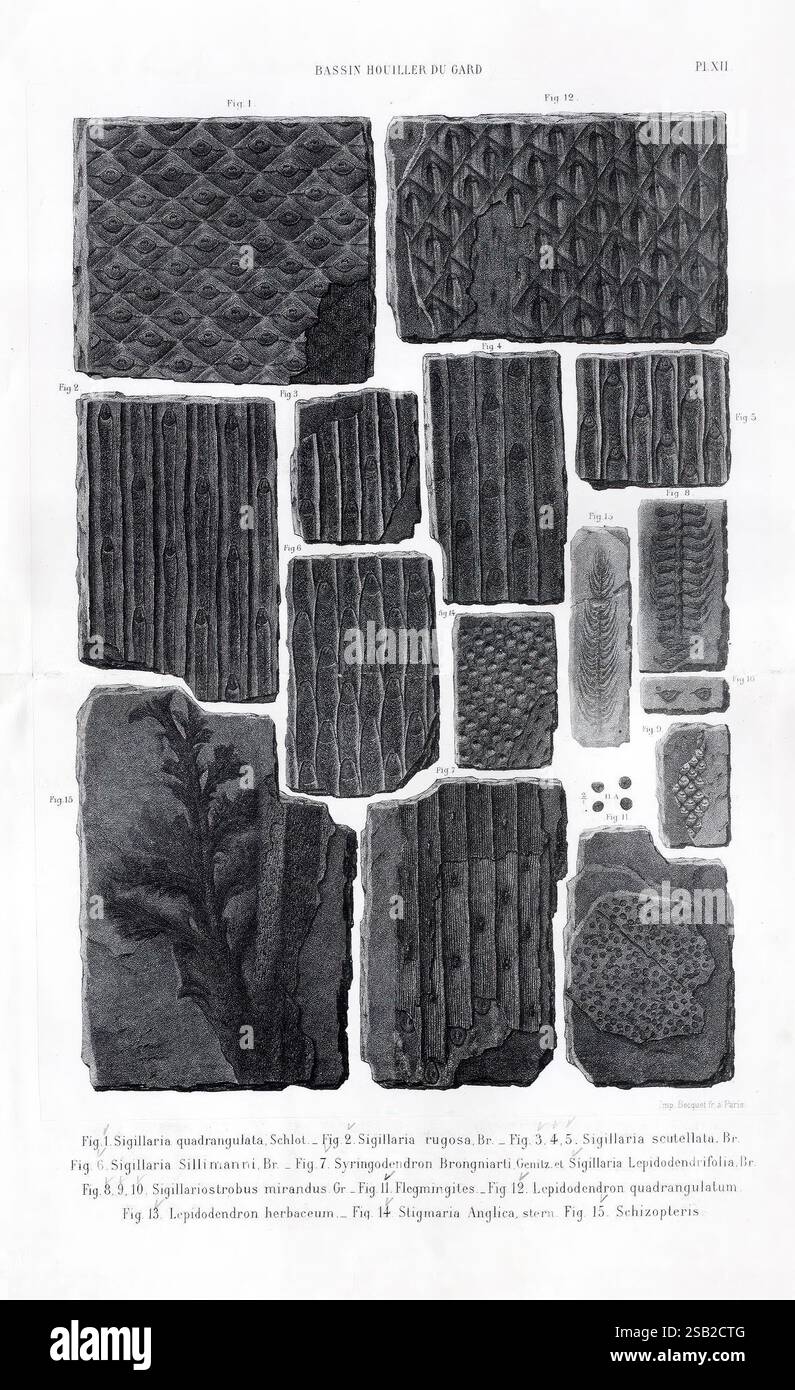 Géologie et paléontologie du bassin houiller du Gard, Saint-Etienne, Théolier, 1890, Francia, paleontologia, geologia, Gard, paleobotanica, questa composizione presenta una serie di illustrazioni dettagliate che mostrano varie trame fossilizzate e motivi. Le immagini includono impressioni distinte della vita vegetale antica, come le trame di foglie e tronchi, visualizzate in formato griglia. Ogni illustrazione è meticolosamente etichettata con figure e descrizioni corrispondenti, evidenziando caratteristiche uniche di diversi tipi fossili. Le trame variano da superfici scanalate e lisce a complessi design res Foto Stock