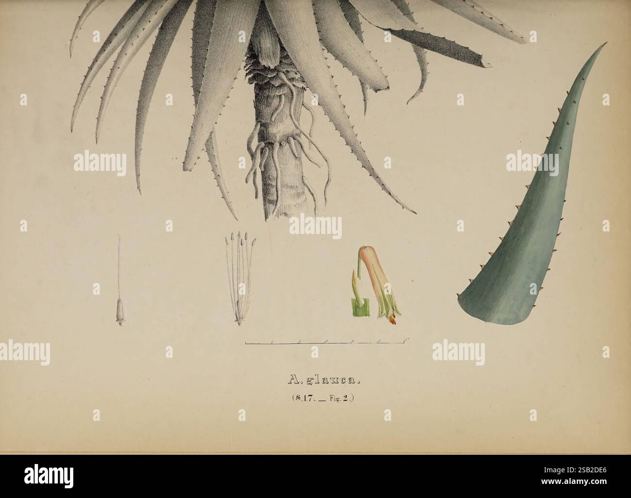 Monographia generum aloes et mesembryanthemi, Bonnae, Maximilianum Cohen, 1836-1863, aloe, mesembryanthemum, taxonomy:binomial = aloe glauca, taxonomy:Family= xanthorrhoeaceae, un'illustrazione che mostra l'anatomia dettagliata di una pianta di aloe. La composizione comprende una foglia prominente caratterizzata dalla sua forma allungata e appuntita e dai bordi seghettati, posizionati a sinistra. Sopra la foglia, illustrazioni più piccole raffigurano i singoli componenti della struttura floreale della pianta, comprese le parti riproduttive. Ogni elemento è etichettato, fornendo un chiaro riferimento per lo studio botanico, evidenziandolo Foto Stock