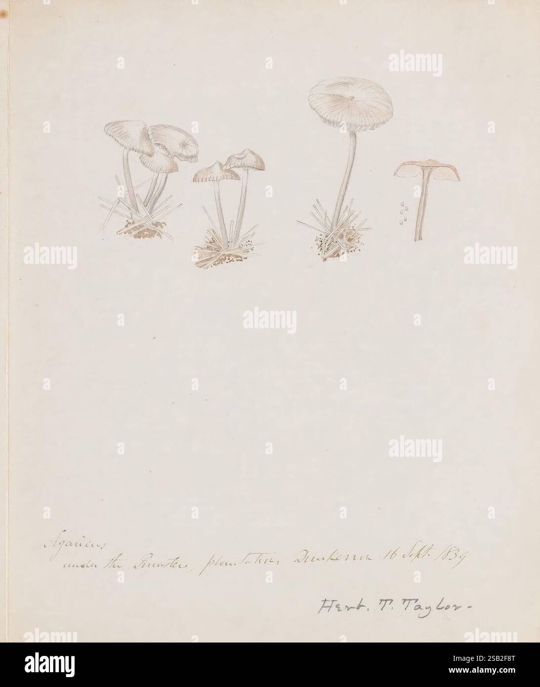 Disegni di funghi, non prima del 1839, funghi, opere pittoriche Foto Stock