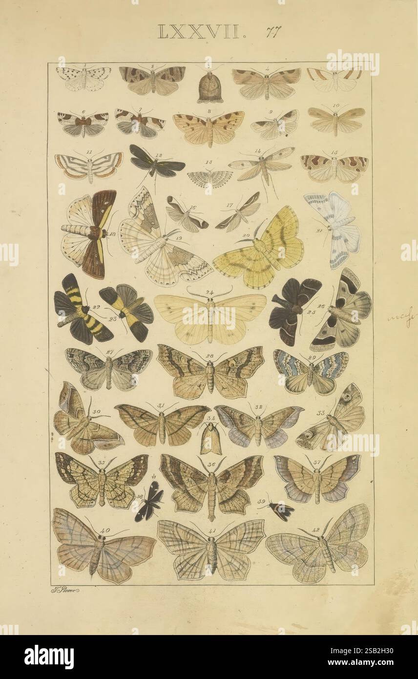 Lepidotteri, manoscritto, [tra il 1873 e il 1883?], lepidotteri, cicli di vita, manoscritti, opere pittoriche, insetti, farfalle, Un'illustrazione dettagliata che mostra una serie di farfalle e falene, disposte in un modello a griglia per scopi educativi. Ogni campione è meticolosamente etichettato, evidenziandone motivi e colori unici. La varietà include forme, dimensioni e disegni complessi delle ali, a dimostrazione della diversità dei lepidotteri. La composizione complessiva è incorniciata da un bordo decorativo, che esalta il fascino estetico dello studio scientifico. L'opera è indicativa di hist Foto Stock