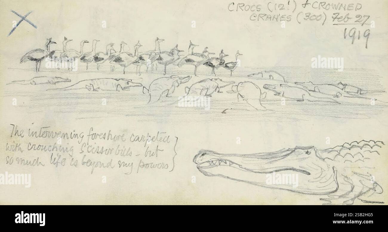 Abel, Chapman's, Sudan, bozzetti, tra, 1913, e 1919, la scena raffigura una collezione di schizzi con varie creature preistoriche, prevalentemente con una figura simile a un coccodrillo. Accanto ai disegni, ci sono altri schizzi di dinosauri dal collo lungo e altri rettili antichi. Le annotazioni evidenziano un'esplorazione di queste affascinanti creature, menzionando la loro connessione con le "grandi creature" del passato e fornendo informazioni sulle loro caratteristiche e habitat. La data, 1919, suggerisce che questo lavoro è una rappresentazione storica di studi paleontologici, c Foto Stock