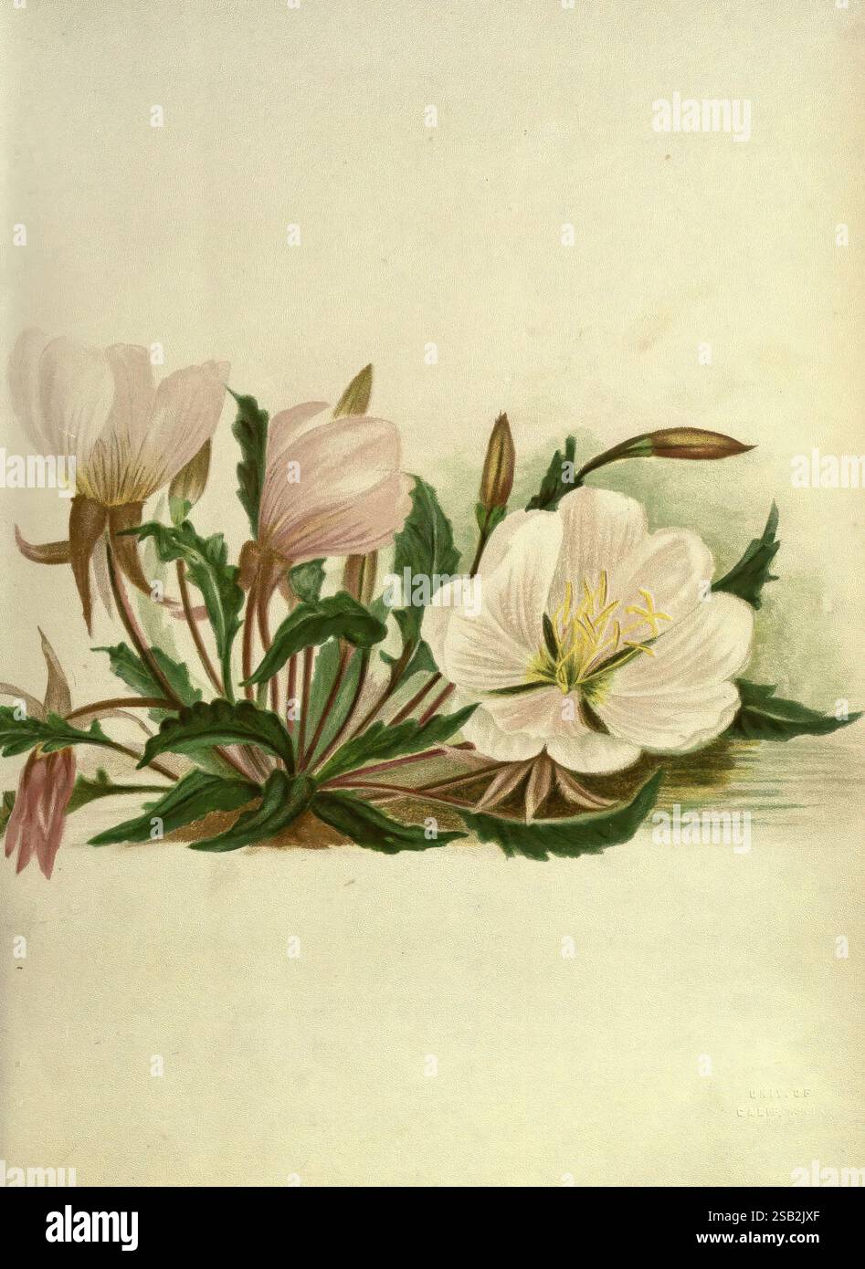 Wild Flowers of the Pacific Coast, New York, Cassell & Company, Limited, [c1887], California, fiori, Emma Homan Thayer, 8, 8, Women in Science, Una delicata disposizione di fiori in fiore, con delicati petali rosa e bianchi. I fiori sono circondati da foglie verdi lussureggianti, che mostrano la loro bellezza naturale. Boccioli che non hanno ancora aperto il segno della promessa di nuove fioriture. Lo sfondo è leggermente ombreggiato, esaltando l'eleganza e i dettagli dei fiori, creando una composizione serena e armoniosa. Questa rappresentazione botanica riflette le complessità della natura con particolare attenzione al gracefu Foto Stock