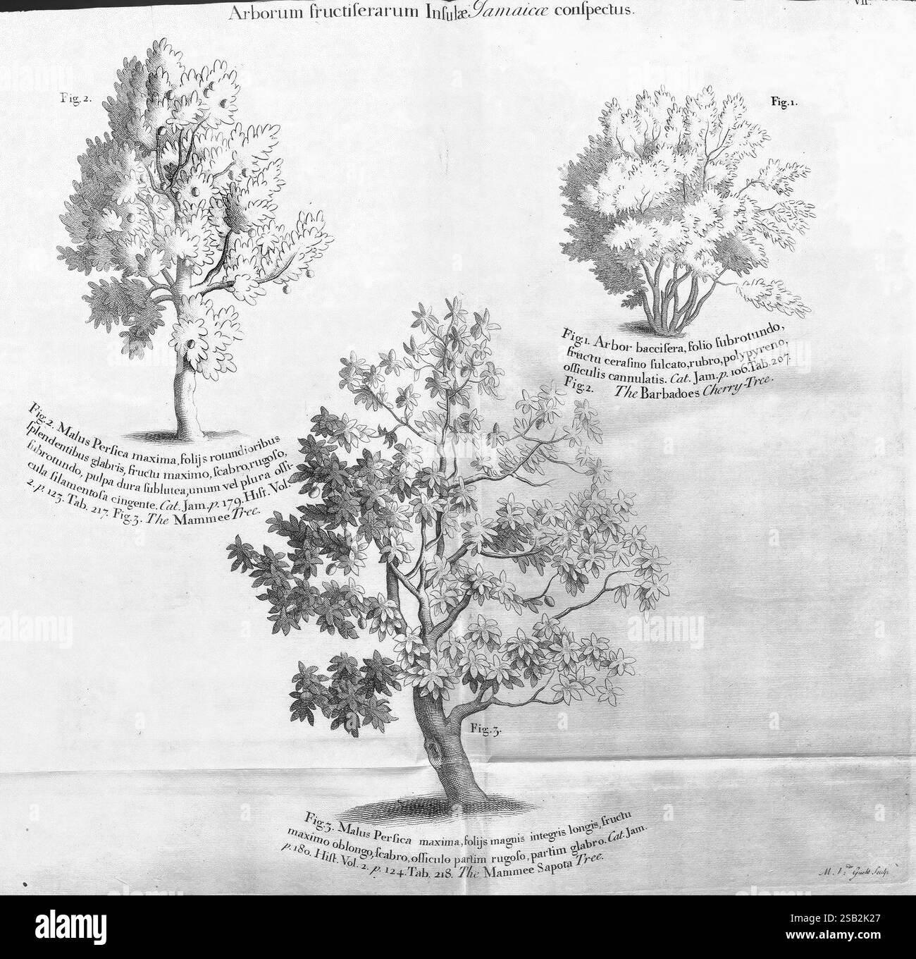 Un viaggio verso le isole Madera Barbados Nieves S. Christophers Giamaica Londra stampato da B.M. per l'autore 1707-1725 England Plants Natural History Jamaica Botany Engravings 1707 Descrizione e viaggio opere pre-linneane, l'illustrazione mostra tre diverse specie di alberi native della Giamaica, ciascuna etichettata con un numero di figura come riferimento. - **Figura 1** raffigura il Malus Piriens, comunemente noto come il melo, caratterizzato dal suo tronco allungato e da un ampio baldacchino a foglia. - **Figura 2** illustra l'Arbre Barbadens, chiamato anche albero di ciliegio delle Barbadi, noto per la sua densa Foto Stock
