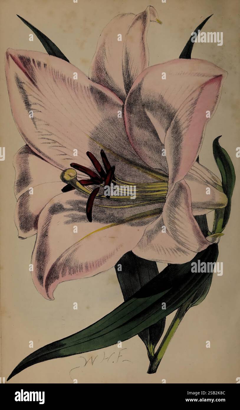 The, fioraio e pomologo, Londra, Journal, of, Horticulture, Office, 1863-1879., un'illustrazione splendidamente resa di un Lilium Kramerii, che mostra i suoi eleganti e grandi petali che mostrano una delicata sfumatura dal rosa tenue al bianco. Il fiore è caratterizzato da profondi stami Bordeaux incastonati al centro, che creano un contrasto sorprendente con le sfumature più chiare. Intorno alla fioritura ci sono foglie verdi vibranti che ne esaltano la bellezza generale, creando una composizione accattivante che mette in risalto le complessità di questa squisita specie di giglio. Foto Stock