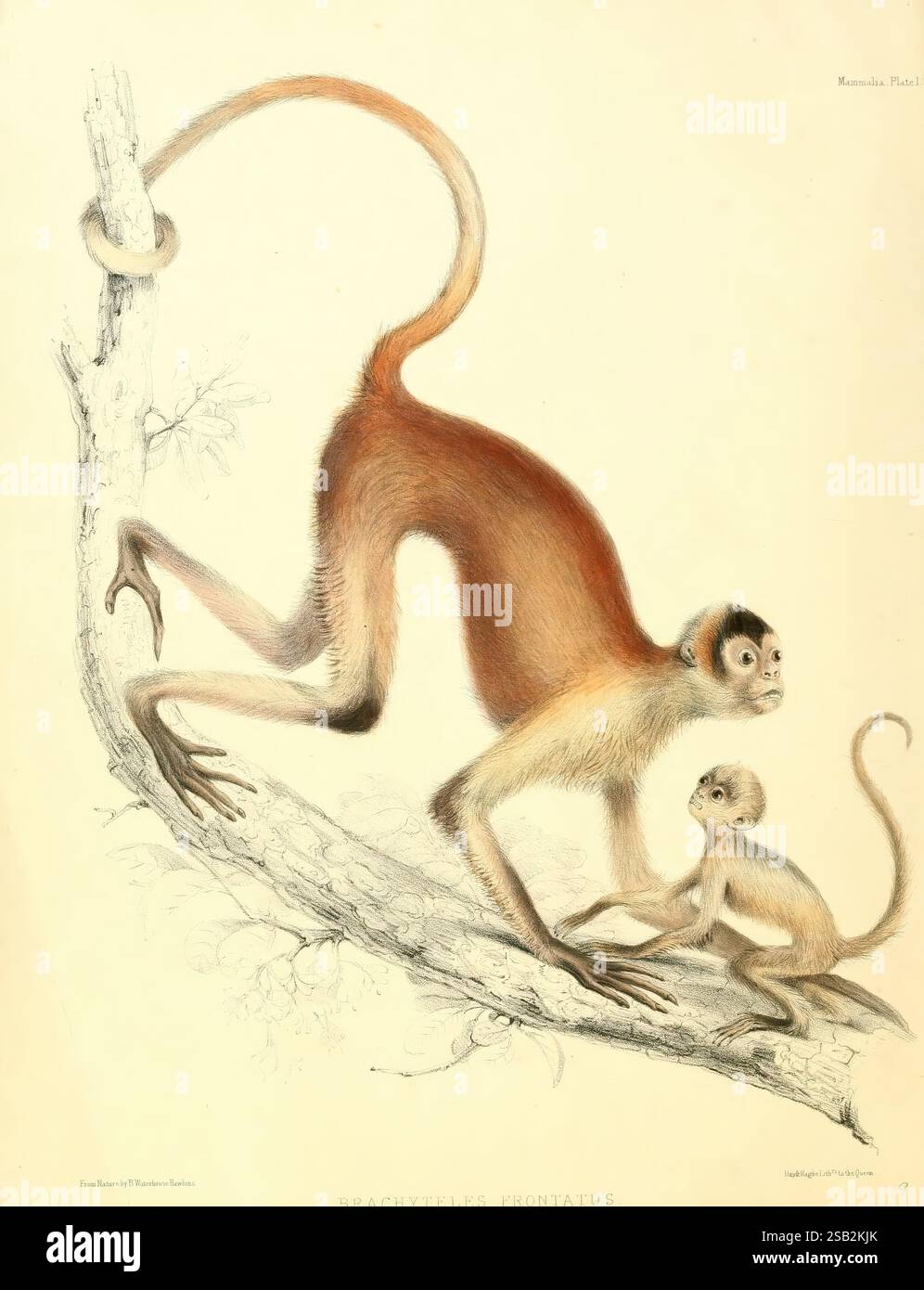 Il, zoologia, del, viaggio di H.M.S, zolfo, v.1:pt.1, (1844), Londra, Smith, anziano, 1844, [i.e, 1843-1846], animali, America, scimmia, Oceania, Ateles geoffroyi, zolfo, Ship, Eriodes frontatus, Brachyteles frontatus, questa opera d'arte presenta una rappresentazione dettagliata di due scimmie, che catturano l'interazione dinamica tra un adulto più grande e un giovane più piccolo. La scimmia adulta viene mostrata in una posizione posa, navigando con grazia un ramo con una lunga coda curva, che mostra la sua natura agile. La pelliccia mostra varie sfumature, tra cui marrone e creme, per una texture e una profondità maggiori. Il giovane mese Foto Stock