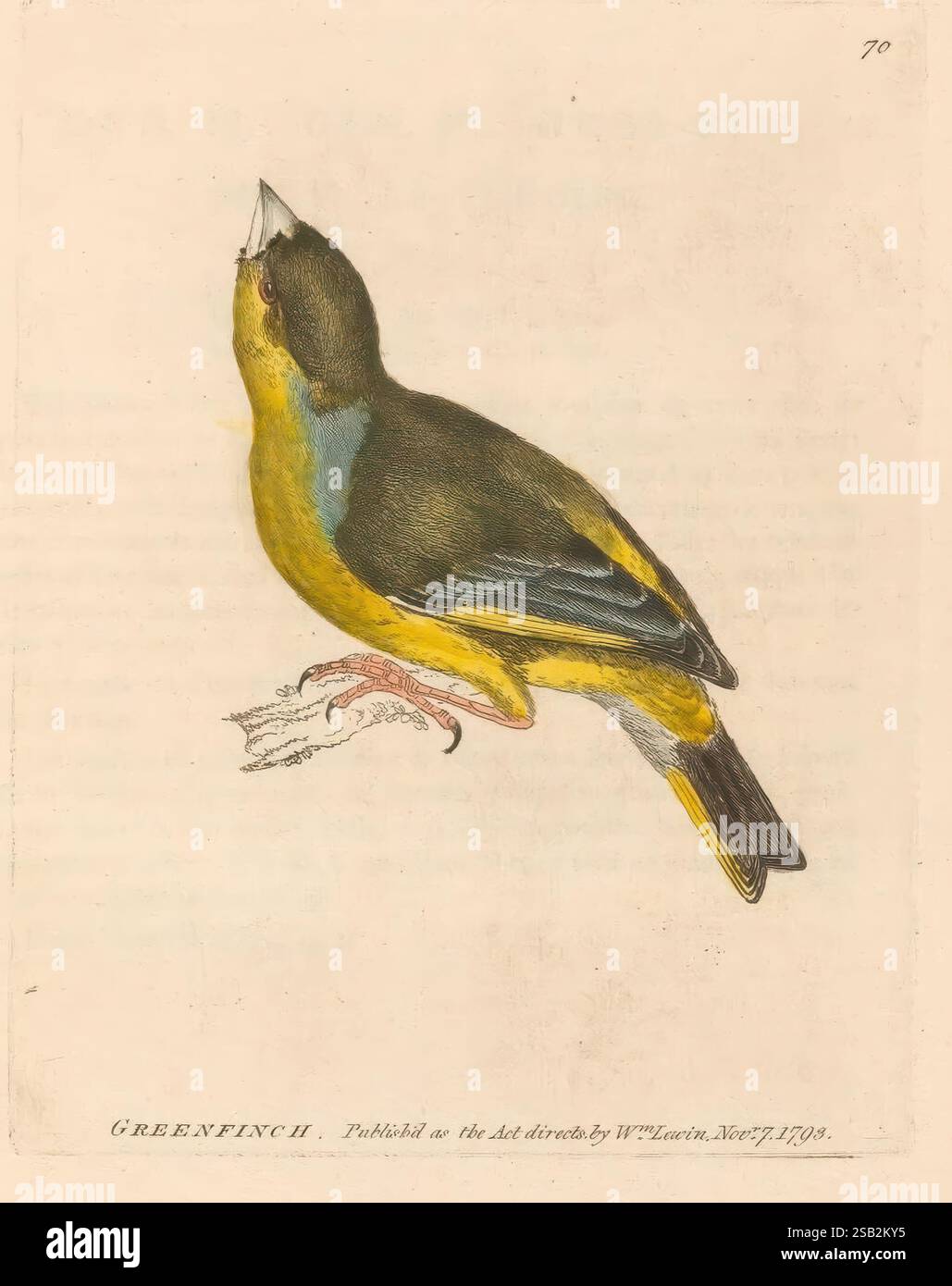 The Birds of Great Britain, 1795-1801, Museum of comparative Zoology, l'illustrazione presenta un Greenfinch, un piccolo songbird caratterizzato dal suo vivace piumaggio verde e giallo. L'uccello è raffigurato appollaiato su un ramo, con la testa leggermente rivolta verso l'alto, mostrando un becco appuntito e un distintivo lembo blu sull'ala. Il rendering dettagliato mette in risalto le raffinate texture delle sue piume, mentre l'attenta attenzione dell'artista cattura l'essenza di questa vivace specie. Sotto l'immagine, c'è una nota che indica i dettagli della pubblicazione, suggerendo che è stata rilasciata come parte di un Foto Stock