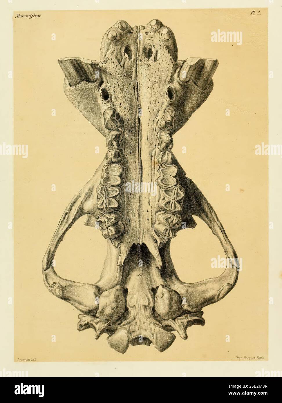 Recherches pour servir à l'histoire naturelle des mammifères, Parigi, G. Masson, 1868-1874, mammiferi, questa illustrazione mostra uno studio anatomico dettagliato di un cranio, evidenziandone la composizione simmetrica. La vista dall'alto rivela l'intricata struttura della cavità cranica e delle caratteristiche facciali, tra cui il passaggio nasale e la disposizione dentale. La chiara delineazione della mandibola e la connessione vertebrale fornisce informazioni preziose sulla struttura scheletrica dei vertebrati. Le etichette indicano parti anatomiche specifiche, migliorando ulteriormente lo scopo educativo del pezzo. Nel complesso, il lavoro Foto Stock