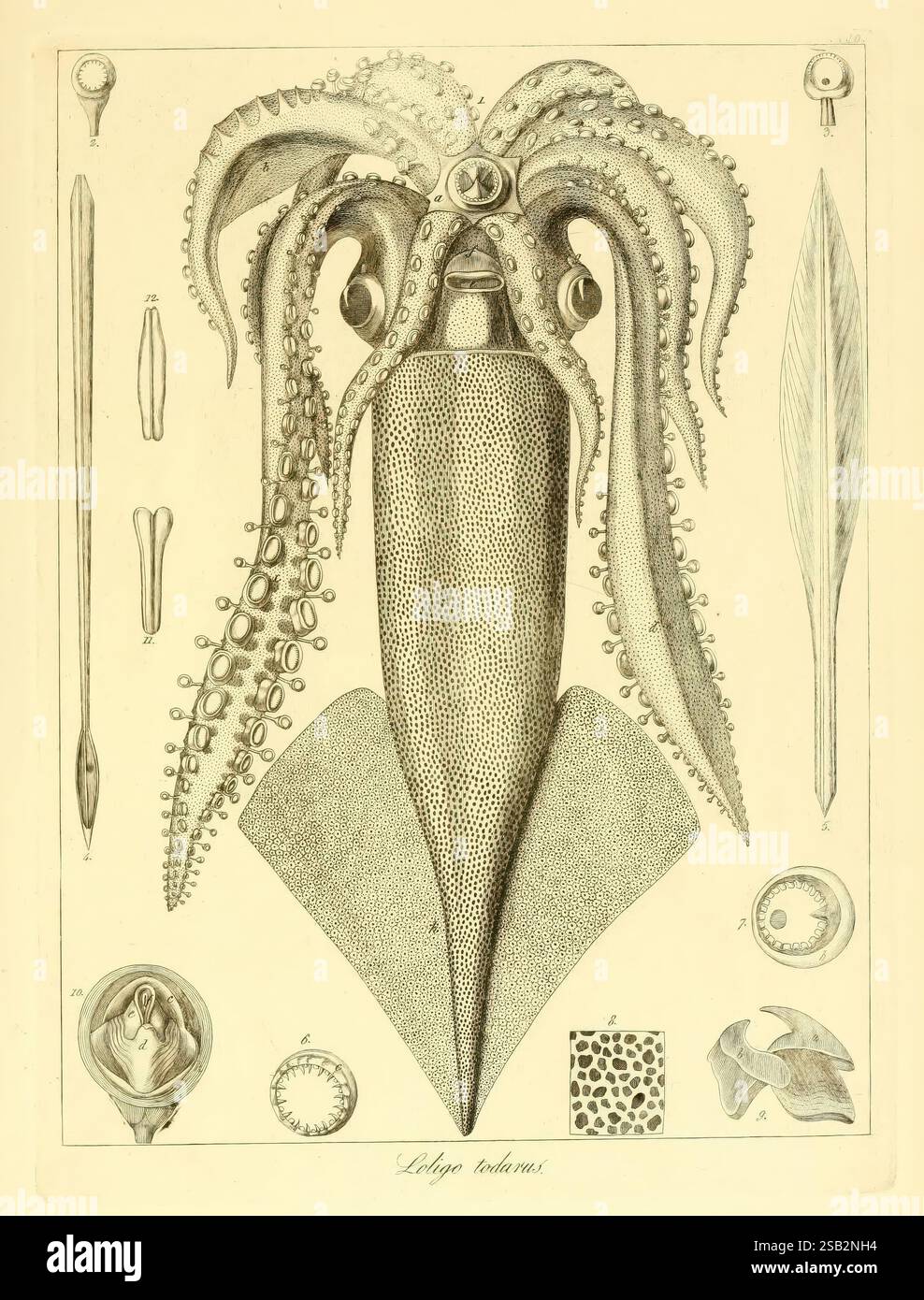 Descrizione e anatomia degli animali invertebrati della Sicilia citeriore, Napoli, C. Batelli, 1841-1844, invertebrati, Sicilia, Italia, Regno delle due Sicilie, l'illustrazione presenta una dettagliata rappresentazione scientifica di un calamaro, in particolare della specie *Loligo vulgaris*. La figura centrale mostra il suo corpo allungato e i tentacoli prominenti, caratterizzati da numerose ventose lungo le appendici. Intorno al calamaro ci sono vari dettagli anatomici e biologici, tra cui una sezione trasversale delle sue strutture interne, pinne e sacco a inchiostro. Altri elementi includono il becco del calamaro e un Foto Stock
