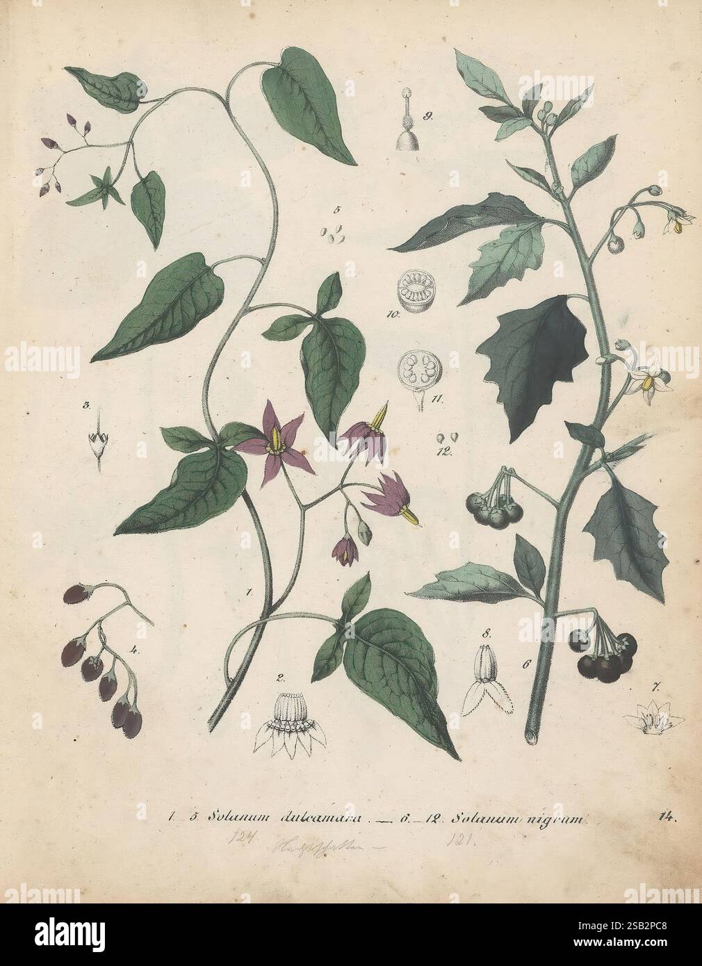 Giftpflanzen-Buch, oder, Allgemeine und besondere Naturgeschichte sämtlicher inländischen sowie der wichtigsten ausländischen phanerogamischen und cryptogamischen Giftgewächse, Stoccarda, Hoffmann'sche Verlags-Buchhandlung, 1845, opere pittoriche, piante velenose, l'illustrazione mostra due specie distinte di piante di ombra notturna, identificate come Solanum dulcamara e Solanum nigrum. Sulla sinistra, il Solanum dulcamara presenta steli allungati e posteriori adornati con foglie a forma di cuore e delicati fiori viola, insieme a piccoli frutti di bosco ovali che passano dal verde al nero. Sul banco Foto Stock