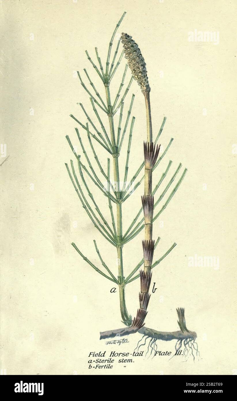 Principale, velenoso, piante, del, Canada, Ottawa, Dipartimento, di, Agricoltura, Dominion, Experimental, Farms, 1920, Canada, botanica, velenoso, piante, l'illustrazione presenta una rappresentazione della coda di cavallo da campo, che mostra due forme distinte della pianta. Il lato sinistro, contrassegnato con "a", illustra lo stelo sterile caratterizzato dal suo aspetto allungato e sottile con segmenti articolati. A destra, etichettato "b", si trova lo stelo fertile, che è sormontato da una struttura conica che contiene spore. Sotto gli steli, il sistema delle radici è visibile, fornendo informazioni sull'abitudine di crescita della pianta. Questo il botanico Foto Stock