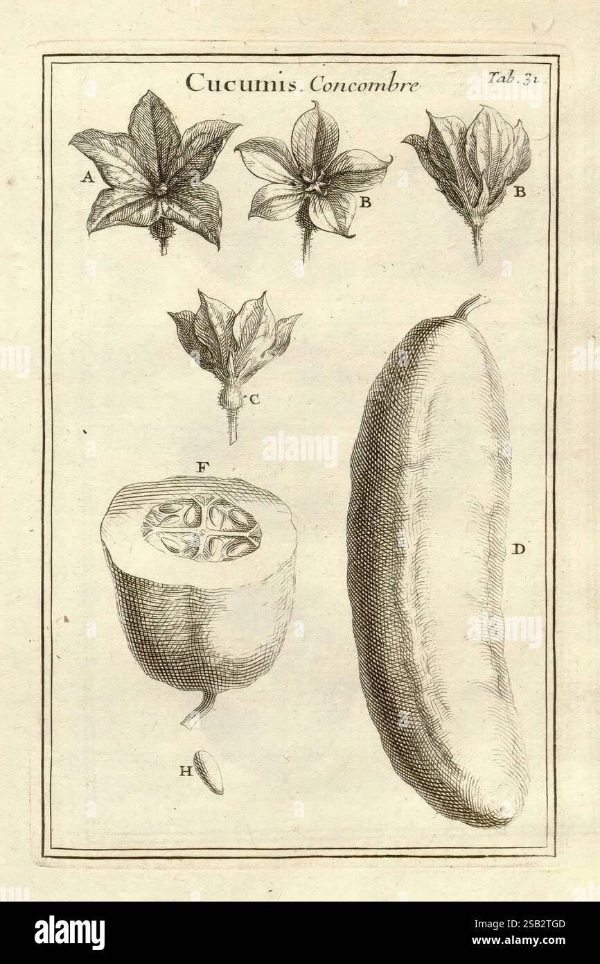 Joseph Pitton de Tournefort, Institutiones rei herbariæ, Parisiis, e Typographia Regia, 1700-[1703], botanica, opere pre-linneane, l'illustrazione presenta uno studio botanico della pianta del cetriolo, etichettato con varie lettere per identificare le diverse parti. - **A** e **B** raffigurano le foglie del cetriolo, mostrando forme e consistenze distinte caratteristiche della specie. - **C** presenta un fiore che ne illustra la delicata struttura e la crescita. - **D** mostra un cetriolo allungato, sottolineandone la forma e le dimensioni tipiche. - **H** offre una vista in sezione trasversale del cetriolo, rivelando la i. Foto Stock