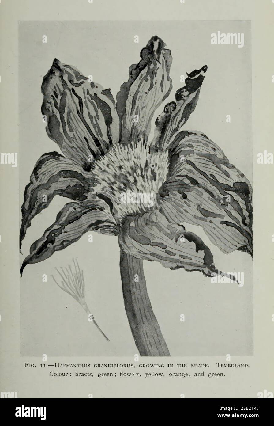 Journal of the Royal Horticultural Society of London, London, stampato per la Royal Horticultural Society da Spottiswoode & Co, botanica, cultura della frutta, giardinaggio, orticoltura, periodici, società, tuinbouw, tuinen, tuinieren, questa illustrazione raffigura un suggestivo fiore noto come Hamhanthus grandiflorus, caratterizzato dai suoi caratteristici grandi petali che mostrano un'intricata miscela di texture. Le bratte del fiore sono ritratte in varie sfumature di verde, mentre i fiori presentano vivaci sfumature di giallo, arancione e verde. La resa naturalistica mette in risalto l'unicità strutturale del fiore Foto Stock