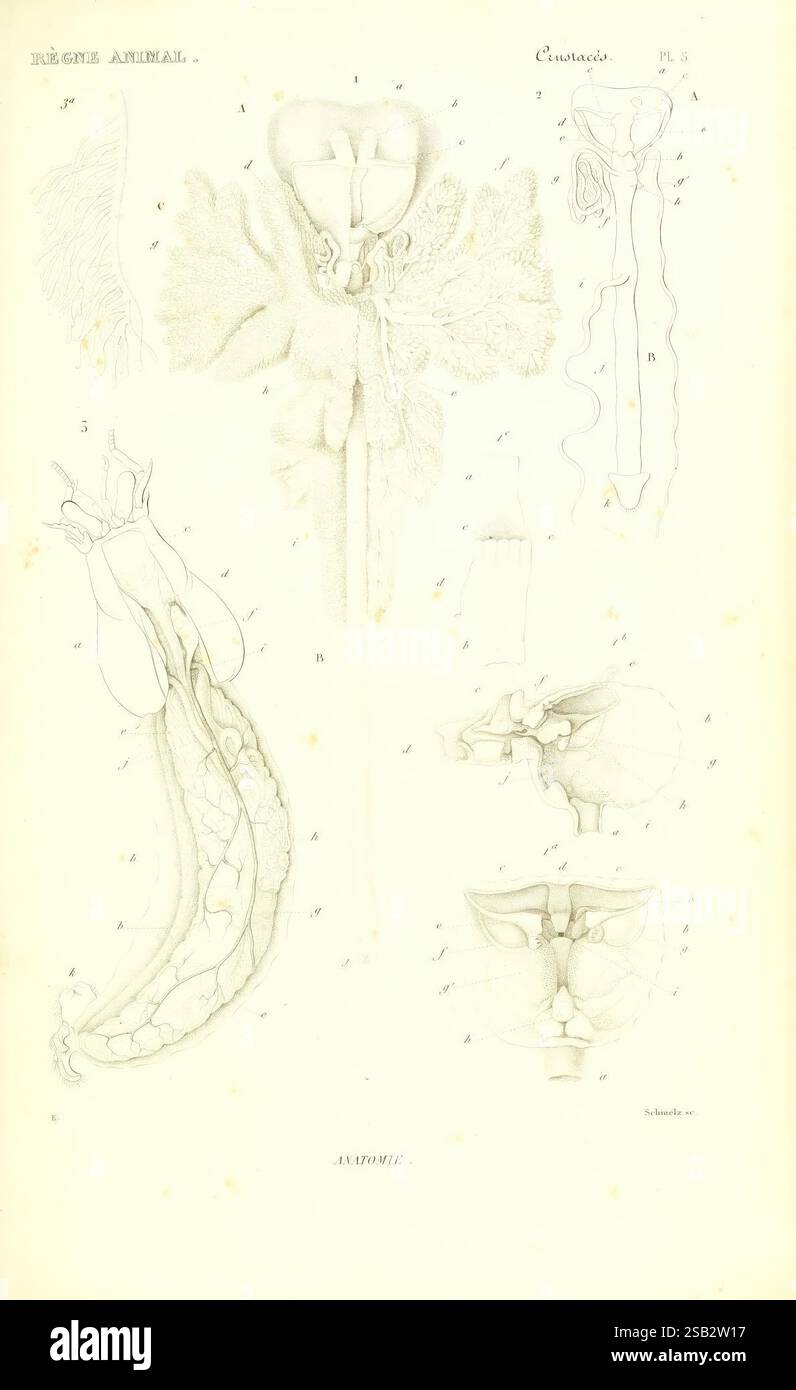 Le règne Animal distribué d'après son Organization Paris Fortin, Masson et cie 1836-1849 anatomia animali comparati classificazione nomenclatura identificazione zoologia crostacei, questa dettagliata illustrazione anatomica mostra varie strutture relative al sistema riproduttivo di un animale non specificato. L'immagine presenta diagrammi etichettati che includono l'organo riproduttivo maschile, delineati con grande precisione per evidenziarne le caratteristiche anatomiche. Attorno a questa struttura centrale sono presenti ulteriori diagrammi che illustrano altre anatomie riproduttive rilevanti. Ogni sezione etichettata è numerata, provi Foto Stock