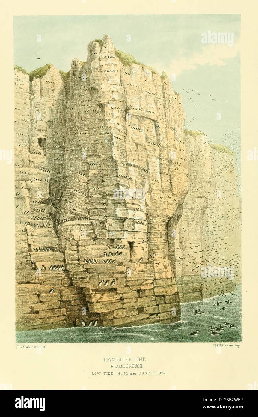 Ornithological Miscellany V.3 London Trübner and Co. Bernard Quaritch R.H. Porter 1876-1878 Birds Fiji Great Britain Mongolia Pictorial Works, Una pittoresca rappresentazione di Ramcliff End a Flamborough, che mostra torreggianti scogliere segnate da distinti strati orizzontali. La scena cattura l'essenza della geologia costiera, con formazioni rocciose frastagliate che si innalzano verticalmente dalla costa. Sono illustrati piccoli uccelli marini che punteggiano le pareti della scogliera e si innalzano nel cielo, sottolineando la ricca vita aviaria della zona. Le scogliere appaiono con la bassa marea, rivelando i motivi testurizzati creati dall'erosione naturale. Il backg Foto Stock