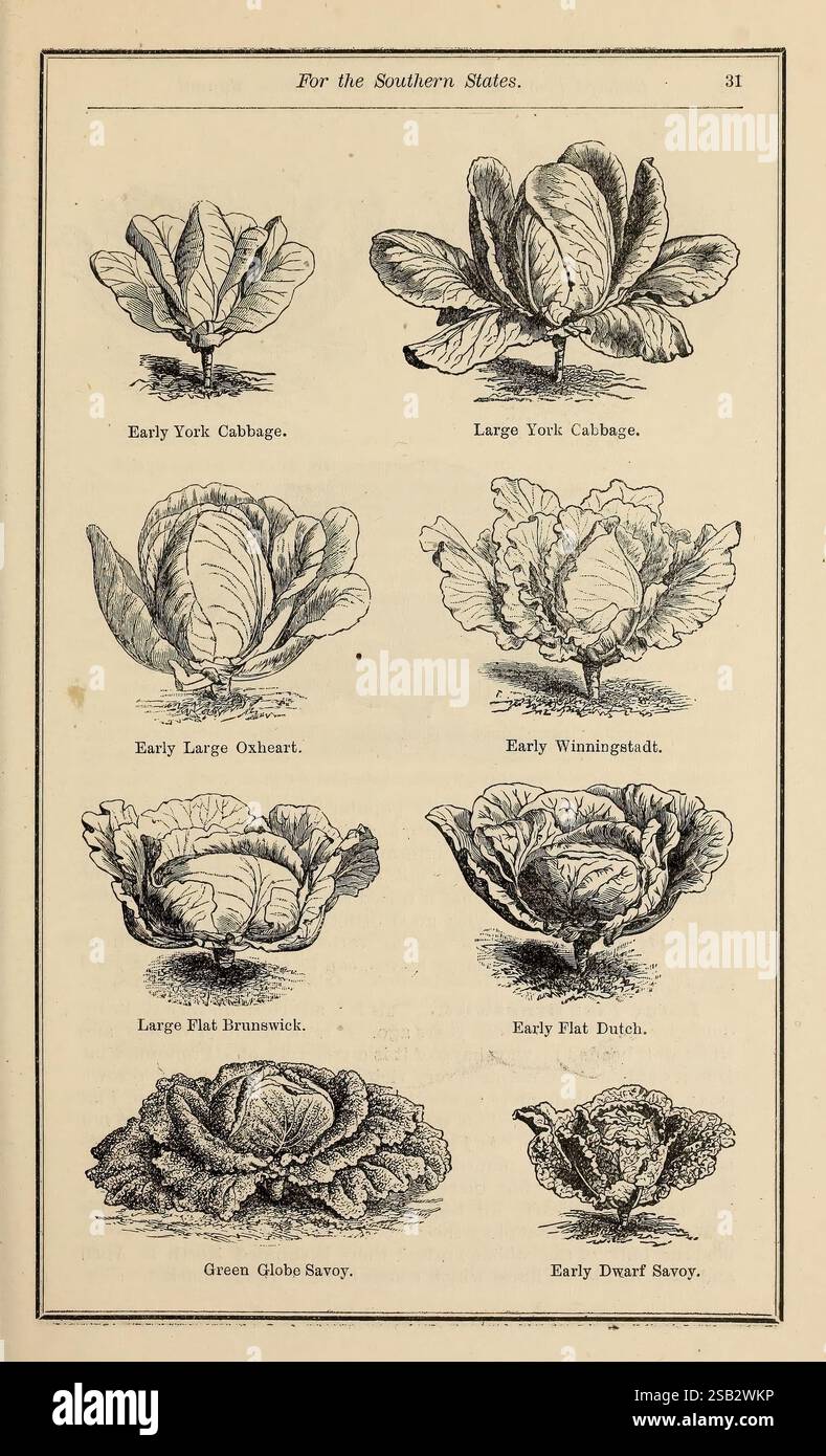 Manuale dell'almanacco e dell'orto di Richard Frotscher per gli stati meridionali di New Orleans, la, R. Frotscher, 1889 cataloghi, industria e commercio di sementi, semi, cataloghi commerciali, verdure, storie di orti, cavolo, savoia, Brassica oleracea, cavolo, l'illustrazione mostra una varietà di tipi di cavolo, ciascuno raffigurato con forme e caratteristiche distinte. La formazione comprende il Cabbage di York, noto per le sue foglie rotonde e ben confezionate; il Large York Cabbage, che appare più espansivo; il primo grande Oxheart, caratterizzato dalla sua struttura a cuore; il primo Winningstadt, una varietà con una cima leggermente appuntita; Lar Foto Stock