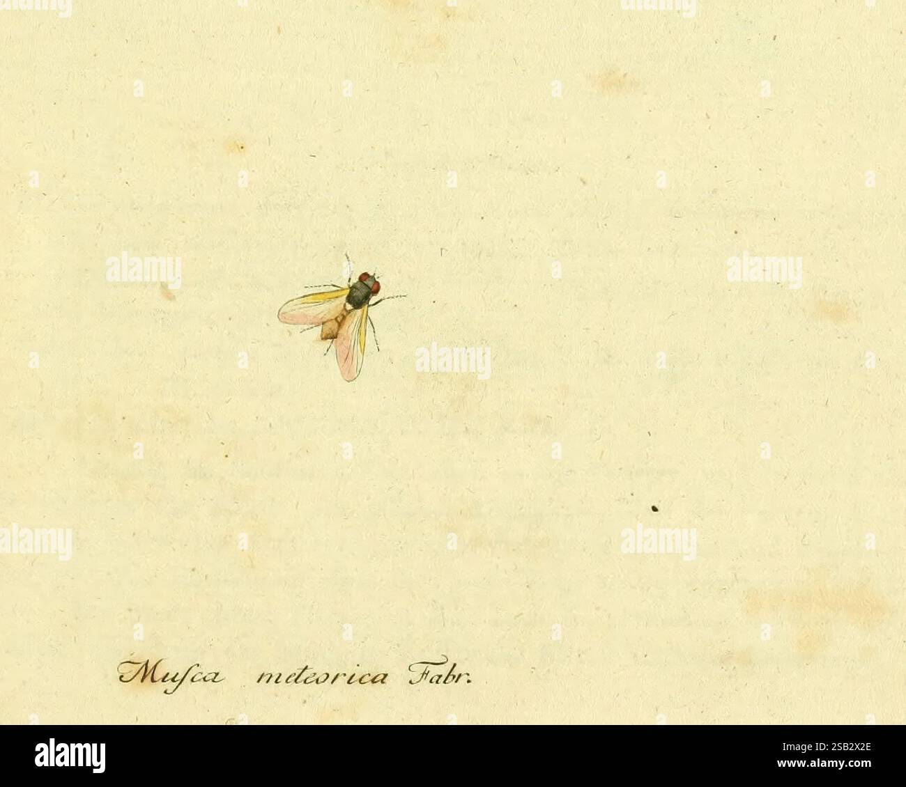 Fauna Germanica, Diptera Norimberga?, s.n, tra il 1793 e il 1805?, Diptera, Germania, opere pittoriche, Jacob Sturm, Muscameteorica, Hydrotaeameteorica, Una delicata illustrazione presenta un piccolo insetto, presumibilmente una mosca, posizionato leggermente decentrato su uno sfondo sbiadito e strutturato. La mosca è raffigurata con dettagli intricati, che mostrano le sue ali traslucide e le colorazioni distintive, tra cui le tonalità verdi e rossastre sul suo corpo. Nell'angolo in basso a sinistra, l'elegante script presenta il nome "Musca mediorica Fabr". Lo sfondo disattivato migliora l'impatto visivo dell'insetto, attirando l'attenzione su i. Foto Stock