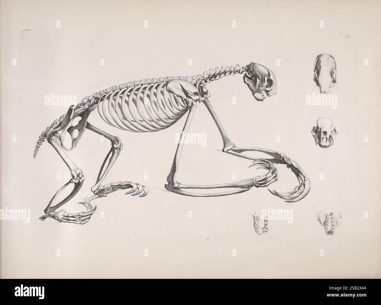 Die vergleichende Osteologie, Bonn, in Commission bei Eduard Weber, 1821-1838, Anatomy, comparative, Skeleton, page Rights, Halloween, Bradypus tridactylus, pale-throated Sloth, Christian Heinrich Pander, Eduard D'Alton, Bones, pin, Hist Sci Art, Un'illustrazione dettagliata che mostra la struttura scheletrica di un primate. La figura principale raffigura lo scheletro completo in una posa dinamica, evidenziando l'intricata disposizione delle ossa, tra cui il cranio, la gabbia toracica e gli arti. Accanto alla figura scheletrica si trovano raffigurazioni più piccole di vari teschi, che illustrano le differenze di dimensioni e forma. Questo è un Foto Stock