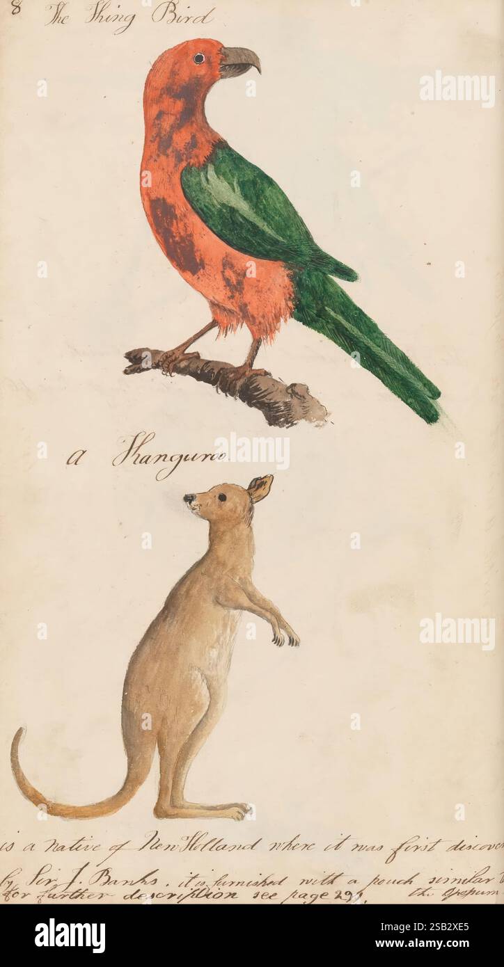 The Naturalists Companion, contenente disegni con descrizioni adeguate di una vasta gamma di Quadrupedi, uccelli, pesci, serpenti e insetti, e accuratamente copiati da animali viventi o da esemplari ripieni nei Musei del Collegio e Du 1810-1817, manufatti indigeni, canguri, musei, animali autoctoni, uccelli nativi, illustrazioni di storia naturale, illustrazioni ornitologiche. l'illustrazione presenta due animali distinti: in cima, un uccello dai colori vivaci con spiccate pennacchio rosso e verde appollaiato su un ramo, etichettato "l'uccello strisciante". Sotto di esso, un canguro è d Foto Stock