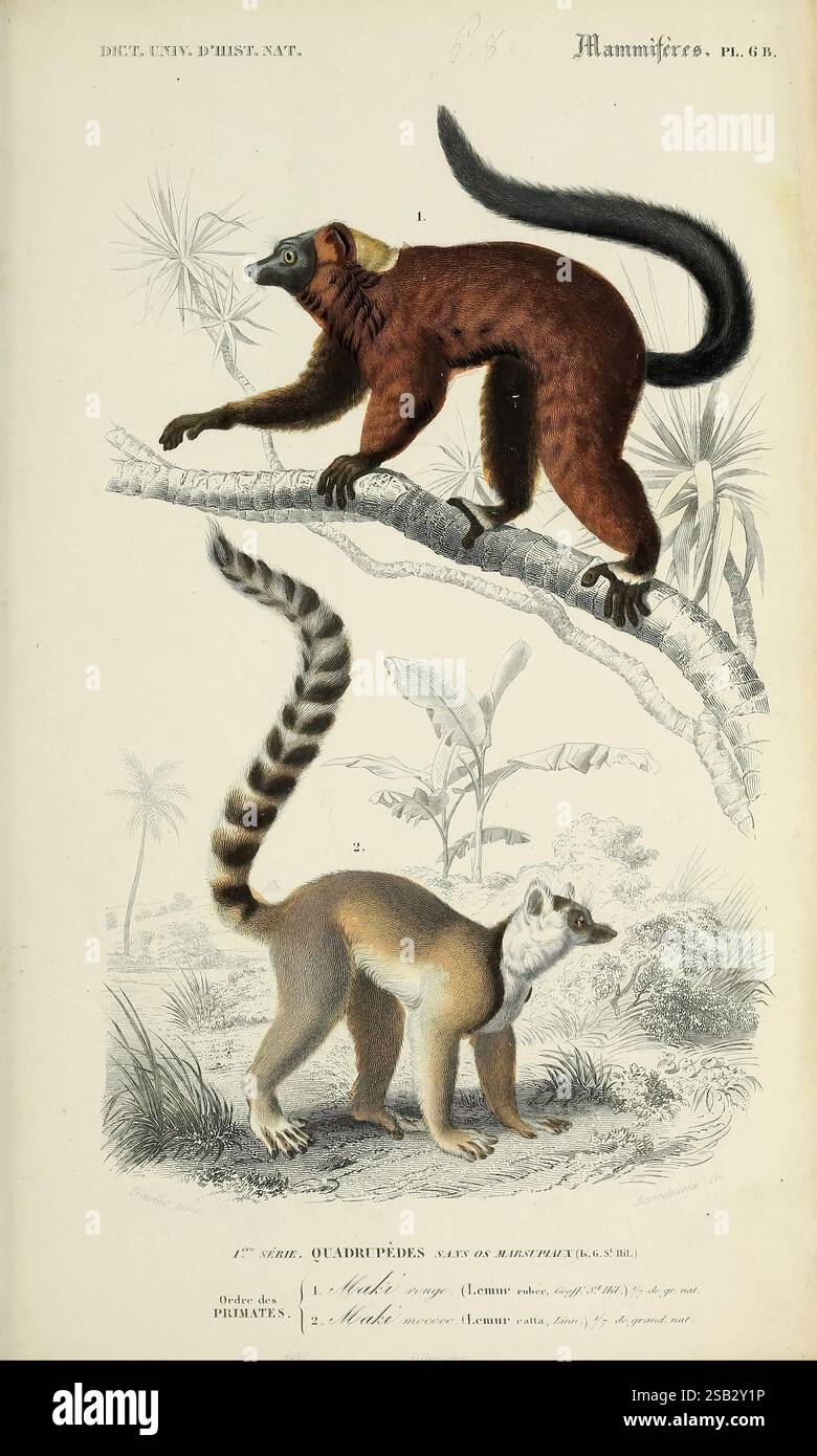 Dictionnaire universel d'histoire naturelle, Parigi, Chez les editeurs M. Renard, Martinet et et cie, rue et Hotel Mignon, 2 (quartier de l'École-de-Médecine), 1847-1849, botanica, dizionari, storia naturale, opere pittoriche, scienza, zoologia, mammiferi, l'illustrazione presenta due specie distinte di lemuri della famiglia Lemuridae, raffigurati in un ambiente naturale. Il lembo superiore, caratterizzato dalla sua suggestiva pelliccia rossastro-marrone, è adagiato su un ramo, mostrando la sua lunga coda arricciata e un'espressione curiosa. Sotto, il lembo inferiore mostra una colorazione più chiara, con grigio a contrasto e bianco f Foto Stock
