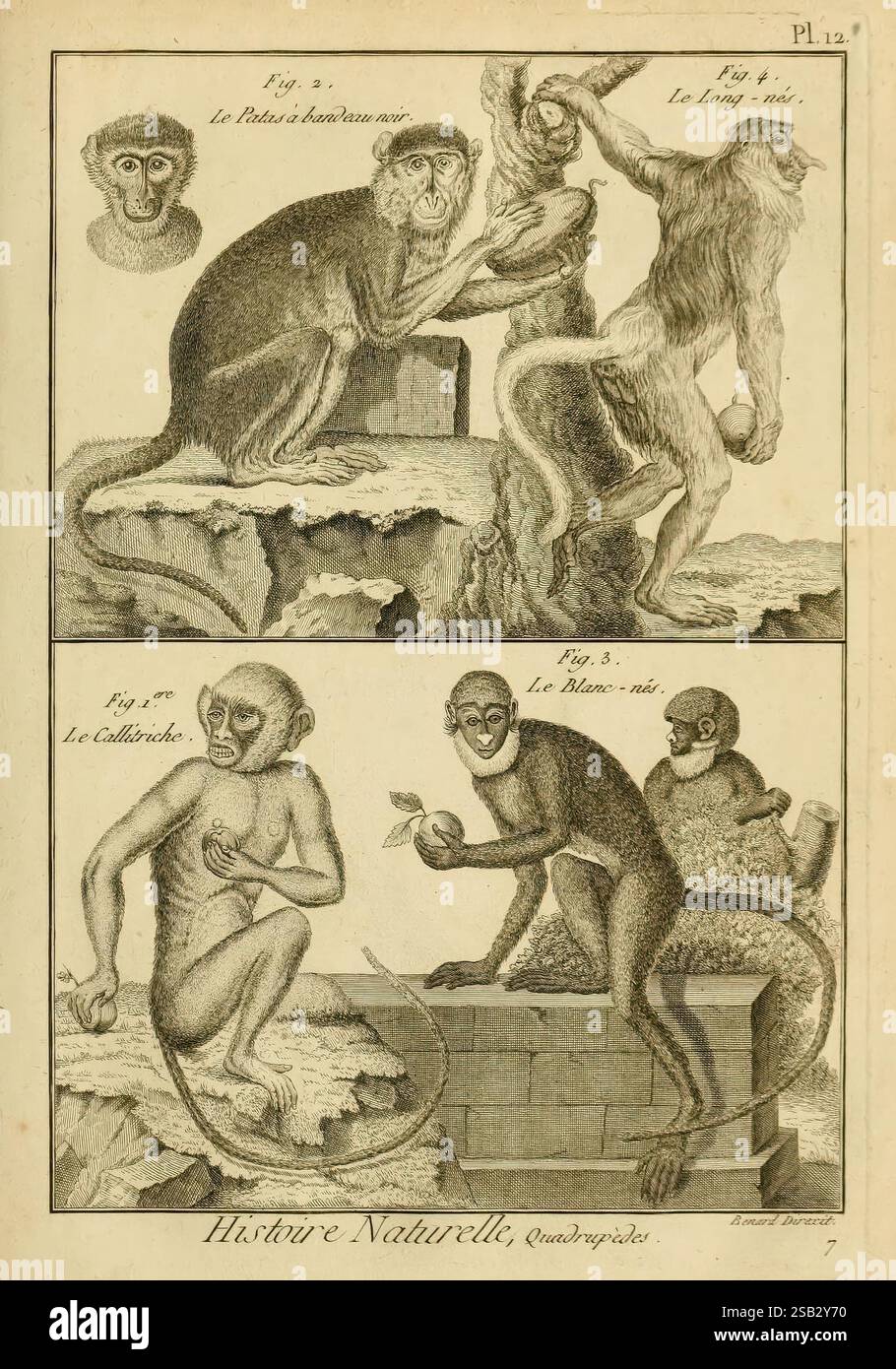 Mammalogie, ou, Description des espèces de mammifères, A Paris, Chez Mme. Veuve Agasse, imprimeur-libraire, 1820-1822, enciclopedie, mammiferi, l'illustrazione presenta due pannelli distinti con varie specie di scimmie. Nella sezione superiore, due scimmie sono raffigurate in modo vivace, mettendo in risalto la loro natura giocosa. Una scimmia siede su una roccia mentre un'altra si trova accanto ad essa, entrambe con posture espressive che suggeriscono l'interazione. Il pannello inferiore presenta una scimmia seduta su una sporgenza, che tiene in mano un arancio, sottolineando curiosità e intelligenza. Un altro monaco Foto Stock