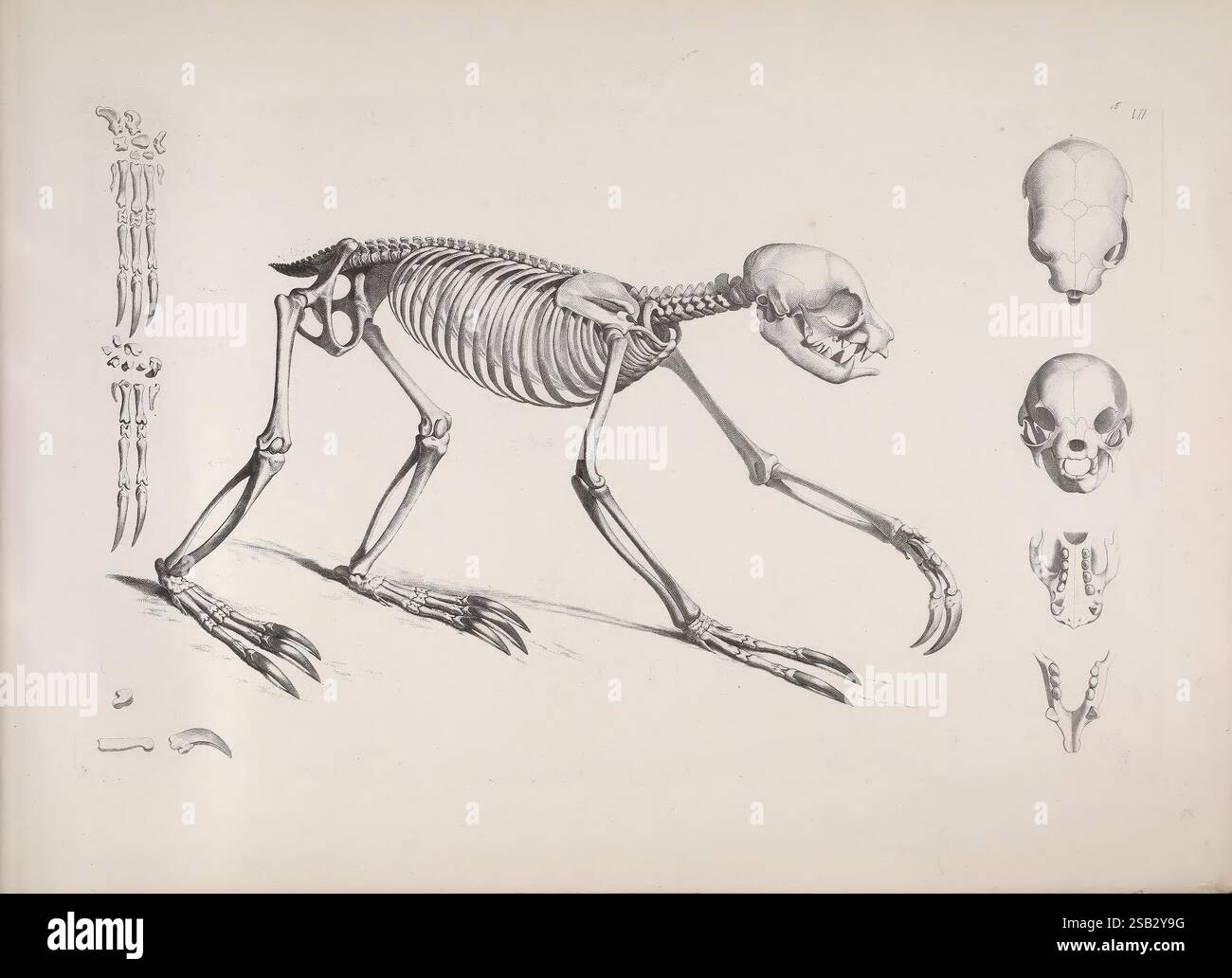 Un'illustrazione dettagliata raffigura la struttura scheletrica di un mammifero quadrupede, mostrando lo scheletro completo in una vista laterale. L'anatomia include ossa chiaramente etichettate come colonna vertebrale, arti e cranio. A corredo della vista completa dello scheletro sono presenti rappresentazioni aggiuntive del cranio da angolazioni diverse, che evidenziano caratteristiche quali la mascella e la cavità nasale. Sono illustrate anche le complessità delle ossa degli arti, sottolineando la funzionalità e il design del sistema scheletrico dell'organismo. Questa rappresentazione educativa serve a evidenziare la complessità dell'anatomia dei mammiferi, in particolare Foto Stock