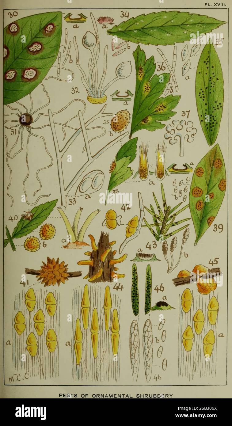 Questa illustrazione mostra vari parassiti che influenzano i arbusti ornamentali, con raffigurazioni dettagliate di diversi insetti, le loro uova, e i sintomi che causano su foglie e steli. Le sezioni numerate evidenziano tipi specifici di parassiti, inclusi afidi, scale e altre infestazioni comuni, ciascuna etichettata con le descrizioni corrispondenti. Il fogliame circostante illustra l'impatto di questi parassiti sulla salute delle piante, mostrando foglie sia sane che danneggiate. L'immagine fornisce una guida completa per l'identificazione e la comprensione dei problemi relativi agli organismi nocivi nella manutenzione del giardino. Foto Stock
