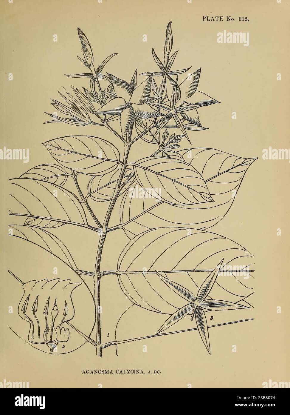 Piante medicinali indiane, Bahadurganj, India, Sudhindra Nath Basu, ufficio panini, 1918, botanica, botanica, India, piante, steli, foglie, fiori, questa illustrazione mostra la pianta Aganosma calycina, che mostra la sua complessa struttura botanica. Il disegno evidenzia le caratteristiche foglie della pianta, larghe e venate, disposte l'una di fronte all'altra lungo lo stelo. In cima sono raffigurati importanti gruppi di fiori a forma di stella, che mostrano i loro petali appuntiti. Inoltre, la sezione inferiore include una rappresentazione dettagliata dei componenti riproduttivi dell'impianto, sottolineando l'un Foto Stock