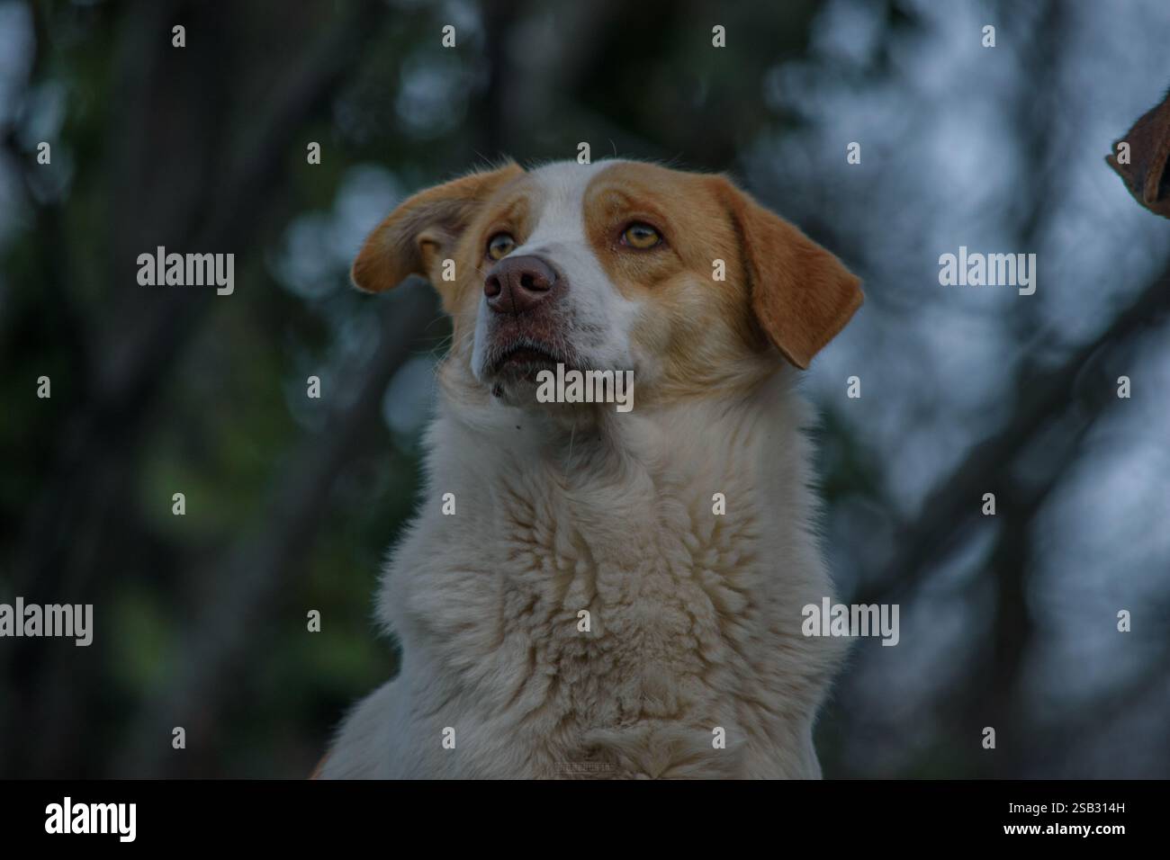 Un cane randagio in piedi per strada, guardando [descrivere espressione: Curioso, triste, fiducioso, vigile]. Lo sfondo urbano evidenzia la resilienza del cane Foto Stock