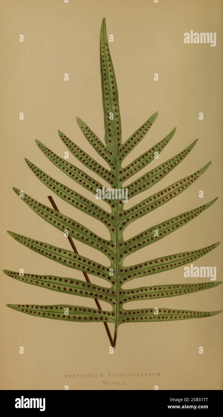 Felci: Inglesi ed esotiche. 1856-60, felci, Un'illustrazione dettagliata di uno sporadocecarpum Polypodium, che mostra le sue fronde allungate e la complessa struttura a foglia. La parte anteriore presenta una serie di volantini appuntiti, ciascuno decorato con piccoli puntini che evidenziano la consistenza e il motivo unici della pianta. Il design complessivo sottolinea la delicatezza della felce, richiamando l'attenzione sulle sue caratteristiche botaniche e sulla sua bellezza naturale. Questa rappresentazione riflette la precisione e l'arte che spesso si trovano negli studi botanici. Foto Stock