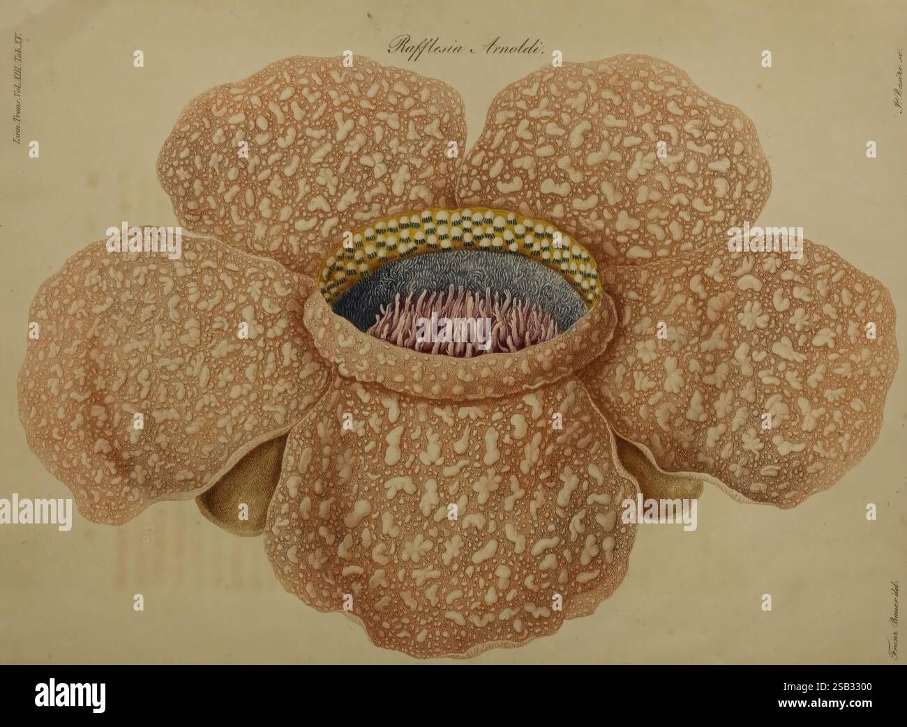 Un resoconto di un nuovo genere di piante, chiamato Rafflesia, Londra, stampato da Richard e Arthur Taylor 1821, rafflesia, Rafflesia arnoldii, giglio di cadavere puzzolente, fiori, un'illustrazione splendidamente dettagliata di un fiore con motivi e texture intricati sui suoi petali. I grandi petali aperti presentano una delicata struttura simile a un pizzo, che passa da una morbida tonalità blush a sfumature più profonde verso il centro. Il punto focale è il nucleo interno del fiore, che mostra una vibrante disposizione di colori e disegni intricati che assomigliano a un ipnotico arazzo. Questo studio botanico sottolinea la complessità Foto Stock