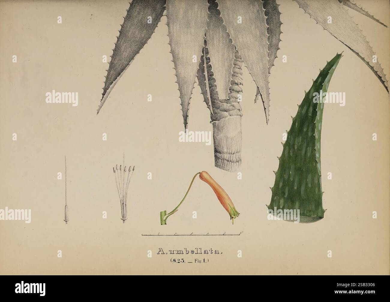 Monographia generum aloes et mesembryanthemi, Bonnae, Maximilian Cohen, 1836-1863, aloe, mesembryanthemum, aloe umbellata, aloe maculata, tassonomia: Family= Xanthorrhoeaceae, l'illustrazione presenta un'intricata rappresentazione di una pianta di aloe, che mostra le sue caratteristiche foglie lunghe e seghettate. Viene presentata una vista dettagliata dell'anatomia della pianta, con un'enfasi sulle caratteristiche strutturali come i bordi spinosi delle foglie e una sezione che rivela la composizione interna. Inoltre, esiste una rappresentazione separata di uno stelo fiorito, che mette in evidenza gli elementi riproduttivi, compresa la e. Foto Stock