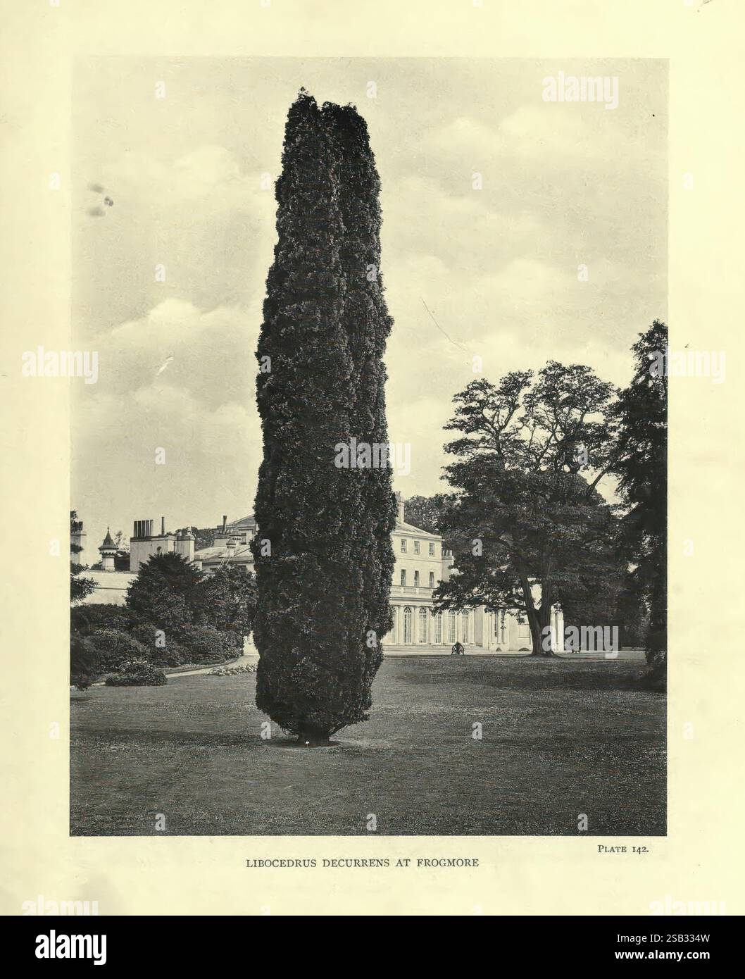 The, Trees, of, Great Britain, and, Irlanda, Edimburgo, Priv, Print, 1906-13, gran Bretagna, Irlanda, alberi, Una conifera alta e sottile si erge in primo piano, la sua forma si innalza su uno sfondo di verde lussureggiante. Intorno all'albero si trovano terreni ben tenuti con prati curati e una varietà di arbusti. In lontananza, si può vedere un elegante edificio dalle caratteristiche architettoniche classiche, incorniciato da alberi aggiuntivi che creano un'atmosfera serena e invitante. La scena trasmette un senso di tranquillità e armonia con la natura, mostrando una zona splendidamente paesaggistica Foto Stock