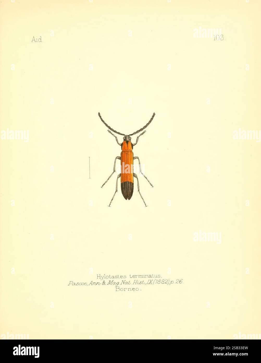 Aid to the Identification of Insects, London, E.W. Janson, 1880-90, classificazione, insetti, artropoda, artropodi, hylotastes terminatus, questa illustrazione raffigura una vista dettagliata della specie Hylotastes terminatus, mostrando le sue caratteristiche distinte. Lo scarabeo è caratterizzato da un corpo arancione vibrante e antenne allungate, che sono ben visibili. Le linee e le texture intricate evidenziano la struttura unica dell'insetto, catturandone i dettagli essenziali. Lo sfondo è minimo, consentendo di concentrarsi sul coleottero, che è etichettato con il suo nome scientifico e la sua origine, Foto Stock