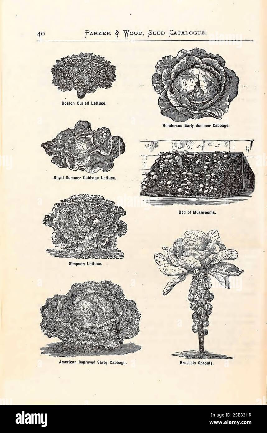 Catalogo annuale illustrato, descrittivo di sementi, piante, viti, piccoli frutti, Boston, MA, Parker & Wood, Boston, cataloghi, attrezzature e forniture, fiori, alberi da frutto, giardinaggio, Massachusetts, vivai di orticoltura, stock vivaistico, alberi ornamentali, Parker Wood Firm, semi, arbusti, verdure, lattuga Boston curled, cavolo americano migliorato savoy, cavoli di Bruxelles, letto di funghi, lattuga reale estiva di cavolo, cavolo Henderson dell'inizio dell'estate, lattuga Simpson, Brassica oleracea, cavoletto di Bruxelles, cavolo, Lactuca sativa, lattuga, funghi, funghi, vetrina dettagliata della pagina del catalogo dei semi Foto Stock