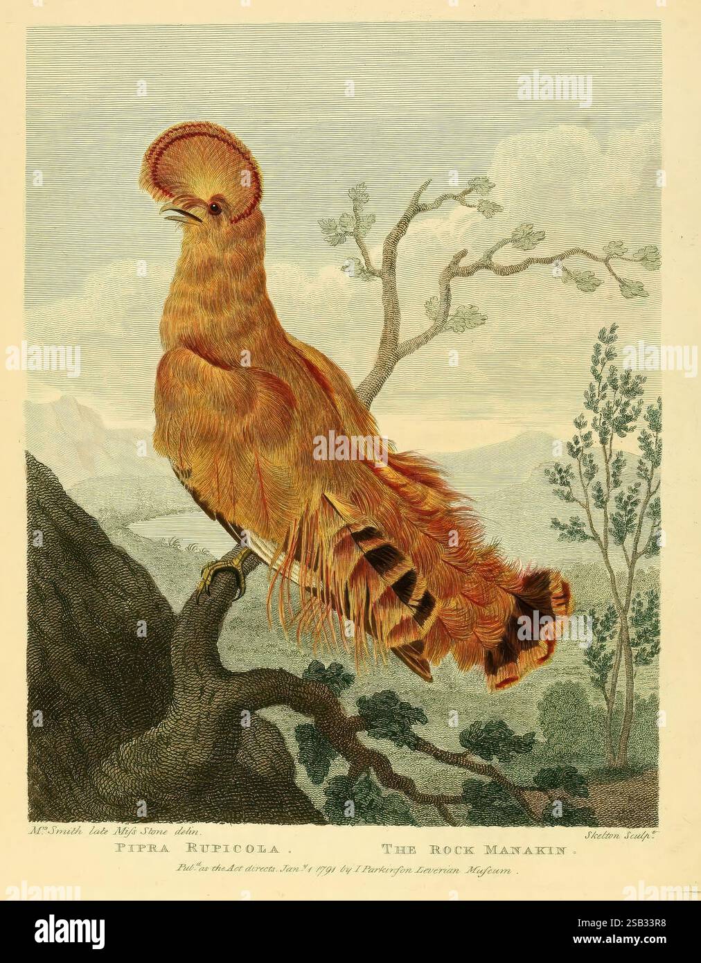 Una vibrante illustrazione di un Rock Manakin, conosciuto scientificamente come Pipra ruficola, appollaiato elegantemente su un ramo. Questo impressionante uccello presenta un ricco e ardente piumaggio che contrasta splendidamente con la delicata vegetazione che lo circonda. La sua inconfondibile cresta e le piume di coda dalla forma graziosa aggiungono fascino al suo fascino, catturando l'essenza del suo habitat naturale. Lo sfondo presenta paesaggi lisci, che esaltano la maestosa presenza dell'uccello all'interno dell'ambiente circostante. Foto Stock