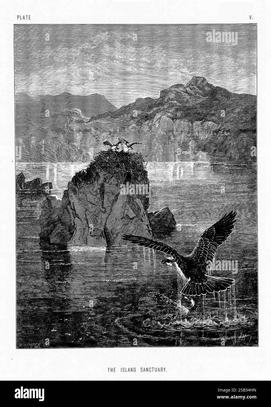 La vita e le abitudini degli animali selvatici, Londra, A. Macmillan, 1874, uccelli, comportamento degli animali, Una tranquilla scena costiera presenta un santuario roccioso dell'isola, dove è possibile vedere un paio di uccelli marini arroccati su un piccolo affioramento. Sotto, un grazioso uccello vola sopra le acque calme, con le sue ali elegantemente allungate mentre si avvicina all'isola. Il paesaggio circostante è caratterizzato da aspre scogliere e dolci onde che si infrangono sulla riva, creando un'atmosfera tranquilla ma dinamica. L'immagine cattura l'essenza di un rifugio naturale, enfatizzando l'armonia tra la fauna selvatica e la costa Foto Stock