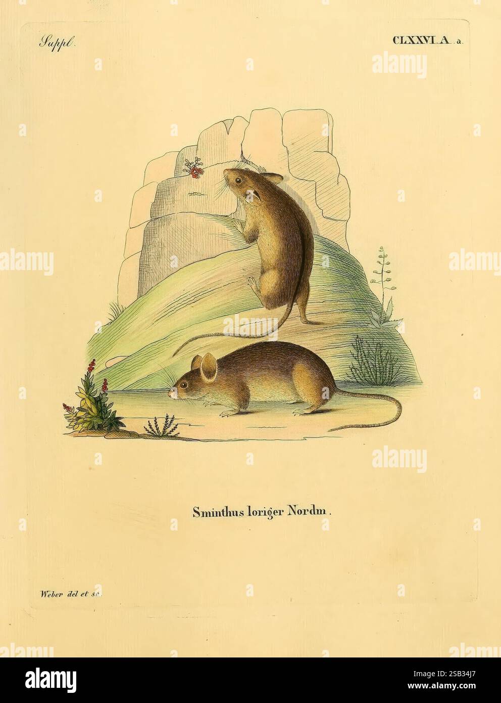 Die, Säugthiere, in, Abbildungen, nach, der, Natur, Erlangen, Expedition, des, Schreber'schen, Säugthier, und, des, Esper'schen, Schmetterlingswerkes, 1774-1846, mammiferi, opere pittoriche, l'illustrazione mostra due topi posizionati in un ambiente naturale. Un topo è raffigurato in piedi sulle zampe posteriori, apparentemente in cerca di un piccolo insetto o fiore, mentre l'altro topo è accovacciato a terra, apparendo vigile e curioso. Lo sfondo presenta una formazione rocciosa e vegetazione, con piante delicate e fogliame che si aggiungono alla tranquilla atmosfera boschiva. La f. Anatomica dettagliata Foto Stock