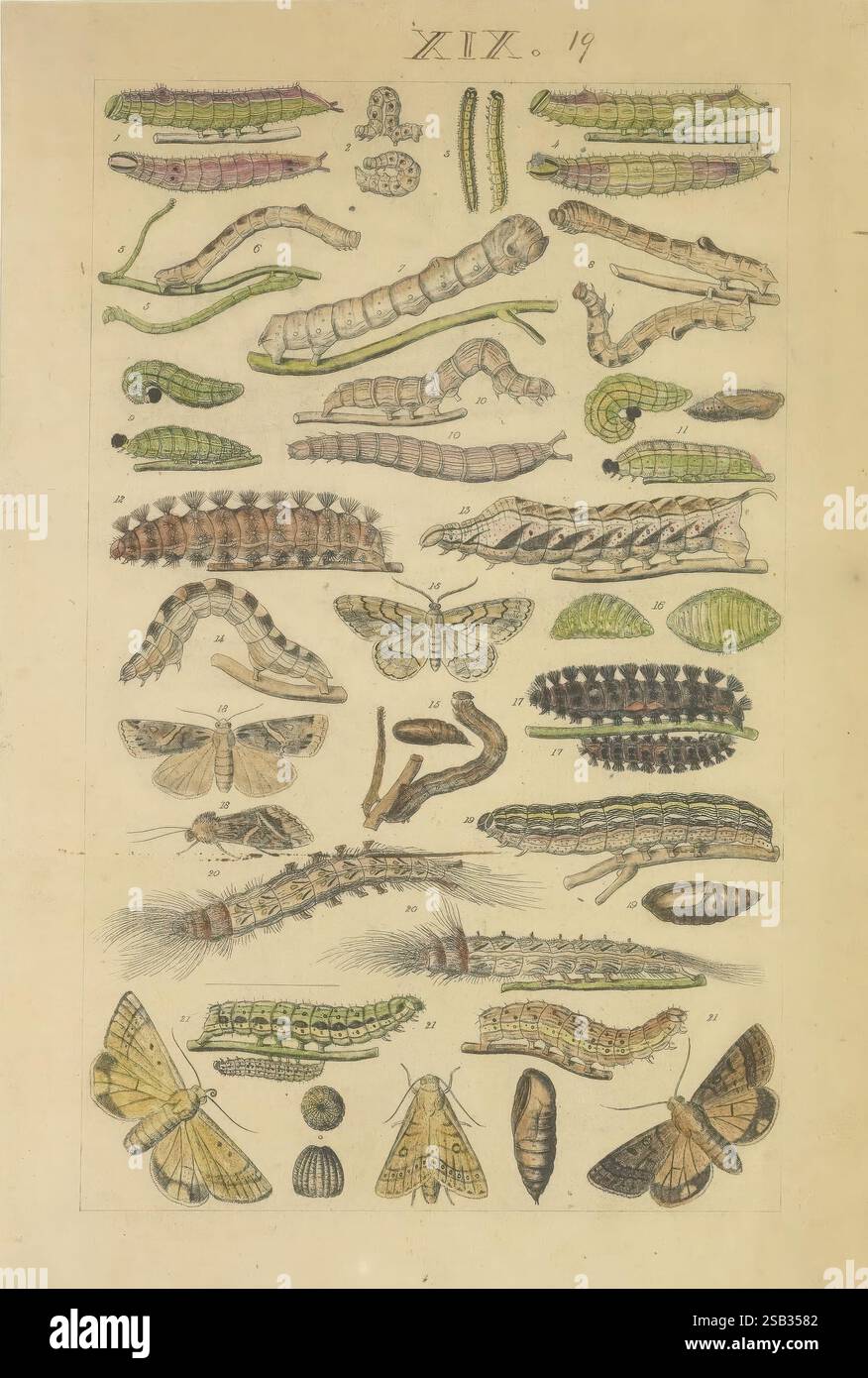 Lepidotteri, manoscritto, tra il 1873 e il 1883?, lepidotteri, cicli di vita, manoscritti, opere pittoriche, insetti, farfalle, l'illustrazione presenta una collezione diversificata di caterpillars, pupae e falene disposte in un formato organizzato. Varie forme caterpillar, che variano in colori e motivi, sono mostrate allungate insieme ai corrispondenti stati metamorfosi: Pupe e falene mature. Ogni campione è dettagliatamente dettagliato, evidenziando caratteristiche quali consistenza, forma e colorazione. Il layout è sistematico, con etichette scientifiche che potrebbero indicare specie o fasi dello sviluppo Foto Stock