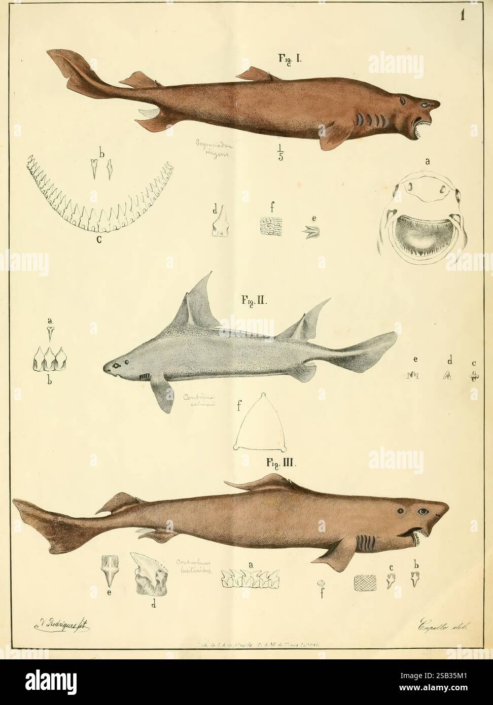 Apontamentos para a icthyologia de Portugal, Lisboa, Typographia da Academia Real das Sciencias,1866, Portogallo, gattuccio, condonrichthyes., questa illustrazione mostra tre specie di squali, ciascuna raffigurata con caratteristiche distinte e parti etichettate per scopi educativi. La prima figura, identificata come Figura i, illustra una specie caratterizzata da un corpo robusto e bocca pronunciata. La figura II presenta uno squalo più snello con una pinna dorsale pronunciata, evidenziandone l'adattabilità per il nuoto. La figura finale, la Figura III, raffigura uno squalo più piccolo, che mostra la sua forma unica. SURR Foto Stock