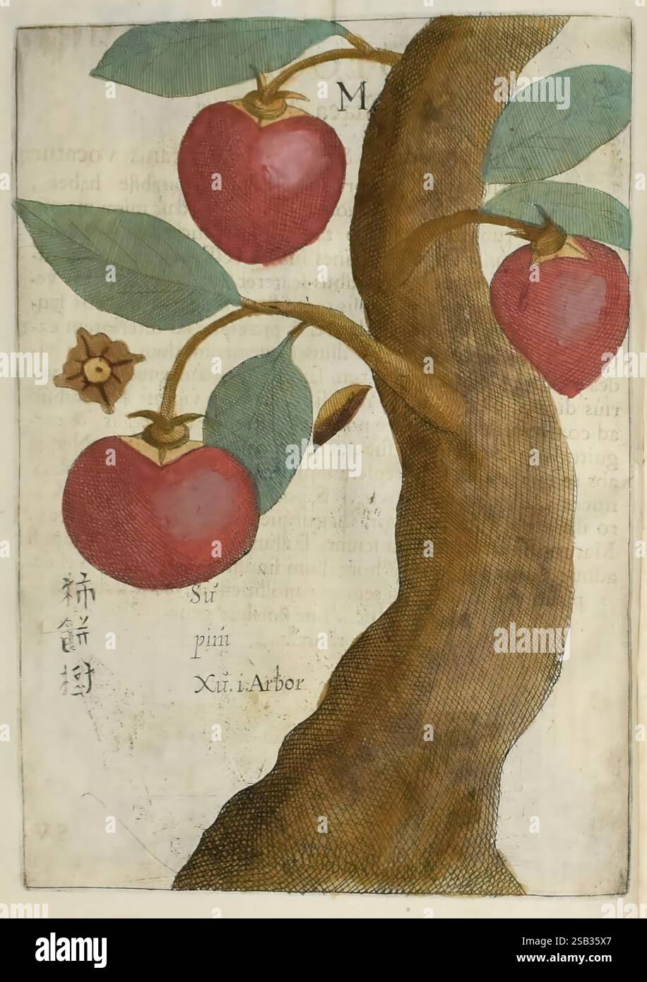 Flora Sinensis, Viennae, Austriae, Typis M. Rictij, 1656 Cina, Floras, storia naturale, piante, Una rappresentazione splendidamente illustrata di un albero da frutto, che mostra tre grandi mele rosse appese a rami sottili. Il tronco dell'albero è strutturato e curvo, enfatizzando la sua forma naturale. Foglie verdi rigogliose si estendono verso l'esterno dai rami, completando le mele vivaci. A sinistra dell'albero, il testo in un font stilizzato include le parole 'Sir pini' e 'XII Arbor', che suggeriscono una classificazione o un nome correlati alla specie. Un intricato fiore è presente anche vicino alla base di t Foto Stock