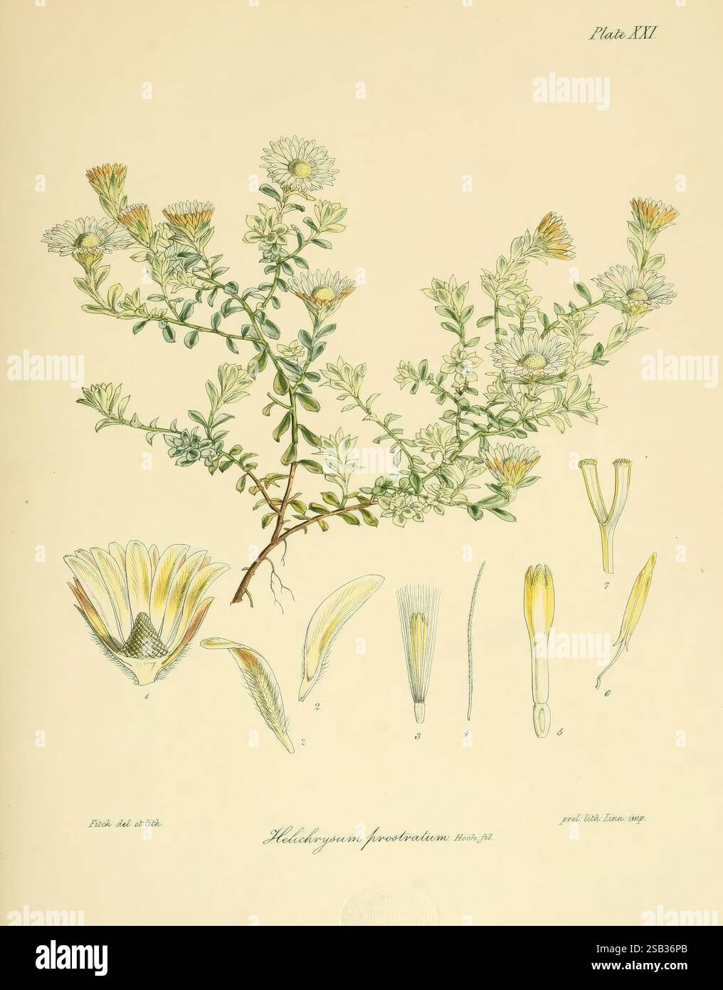 La botanica del viaggio antartico delle navi scoperte H.M. Erebus e Terror negli anni 1839-1843 Plates London, Reeve Brothers, 1844-60, Botany, Woods Hole, JD Hooker Helichrysum prostratum, campane, Anaphalioides bellidioides, specie neozelandese, Walter Hood Fitch, Un'illustrazione botanica che mostra la pianta Helichrysum foetidum, con raffigurazioni dettagliate delle foglie e dei fiori della pianta. La disposizione comprende uno stelo centrale con foglie verdi, accompagnato da grappoli di fiori gialli e bianchi. Intorno all'impianto sono presenti diagrammi etichettati di varie parti, tra cui una c Foto Stock