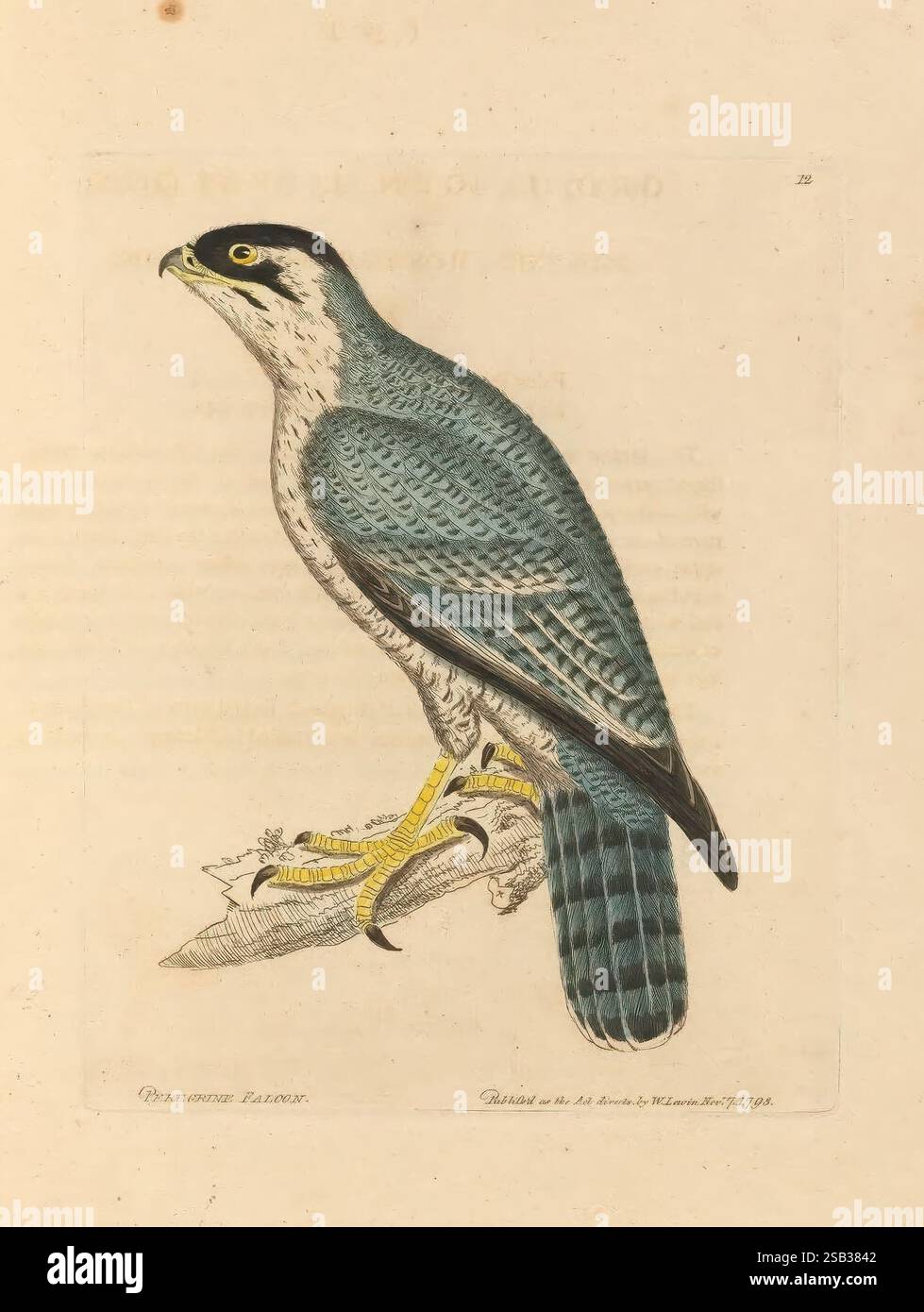 The Birds of Great Britain, 1795-1801, Museum of comparative Zoology, Una rappresentazione splendidamente illustrata di un falco, che mostra le sue caratteristiche sorprendenti e il piumaggio. L'uccello è raffigurato in una posizione avvolta, con il suo becco affilato e lo sguardo intenso che enfatizza i suoi acuti istinti predatori. Le sue piume mostrano una sfumatura di blu e verde, con dettagli intricati che evidenziano la trama e il motivo. Lo sfondo è leggermente renderizzato, migliorando l'attenzione sul falco, mentre il testo sotto l'illustrazione fornisce un contesto aggiuntivo sulla specie, incluso il suo nome e forse la sua h Foto Stock