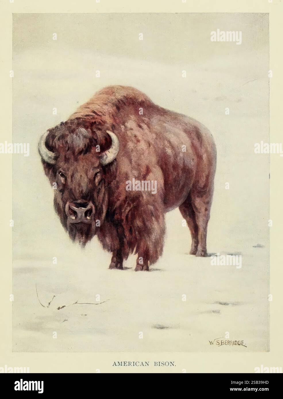 Il libro del regno animale. London, J. M. Dent & Sons, Ltd, 1910, mammiferi, bisonti, bufalo, mammiferi nazionali, bisonti americani, bufali, bisonti bisonti bisonti bisonti arte fantascientifica hist, Un maestoso bisonte americano si erge con sicurezza in un paesaggio innevato, con la sua pelliccia spessa e mercantile che contrasta splendidamente con il bianco che lo circonda. L'imponente figura del bisonte mostra la sua potente struttura, con grandi corna ricurve che incorniciano la sua testa larga. Un delicato strato di neve ricopre il terreno, suggerendo il duro ambiente invernale in cui prospera questa incredibile creatura. La scena cattura l'essenza delle selvagge americane Foto Stock