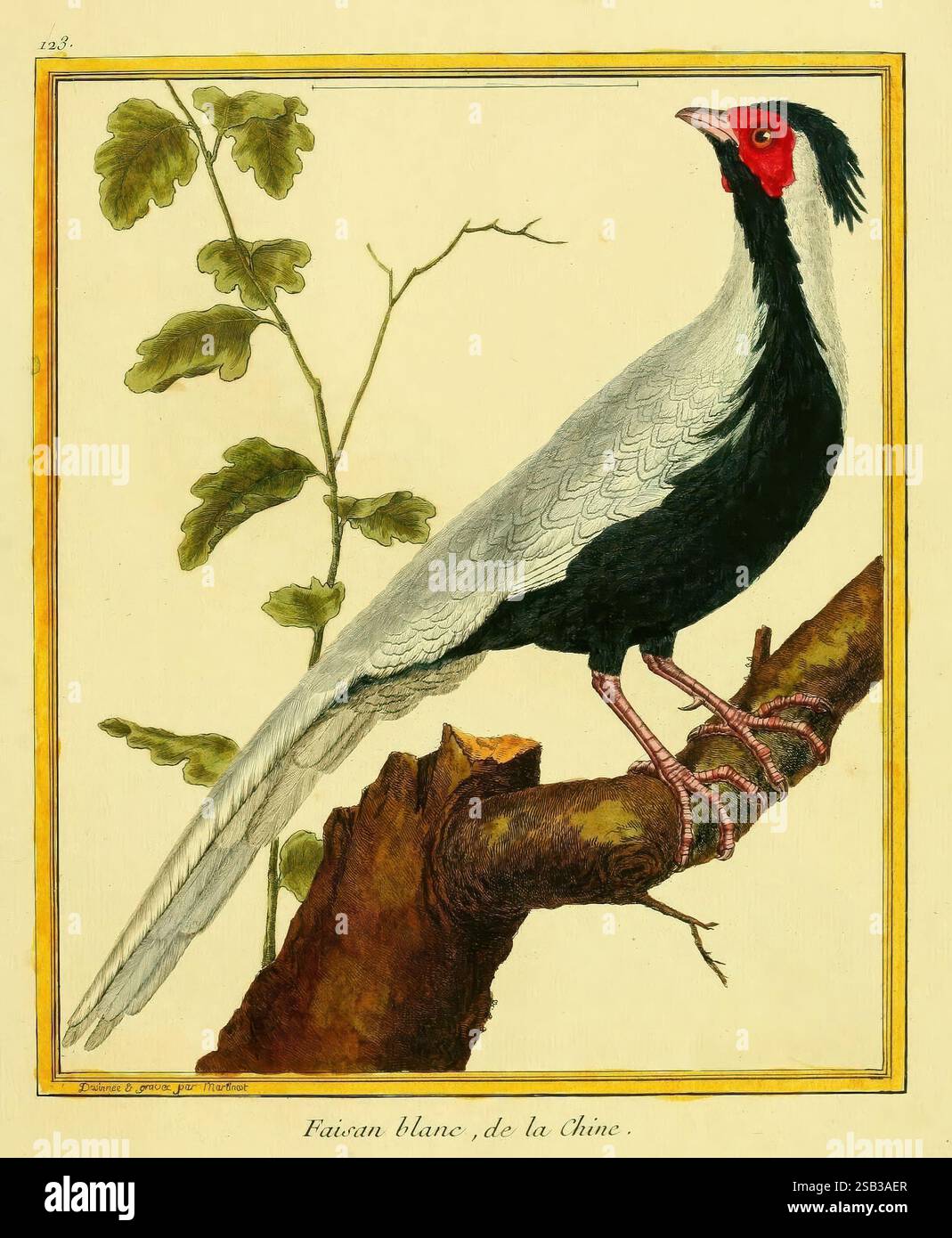 Planches enluminées d'histoire naturelle, Paris?, s.n, 1765-1783?, uccelli, zoologia, opere pittoriche, Un'impressionante illustrazione di un fagiano bianco proveniente dalla Cina, appollaiato su un ramo testurizzato. L'uccello presenta una lunga ed elegante coda con un caratteristico piumaggio bianco e nero. La sua testa è decorata con un viso rosso vivo e una cresta nera a contrasto, che le conferisce un aspetto regale. Intorno al fagiano, alcune foglie verdi aggiungono un tocco di natura, esaltando l'estetica di questa rappresentazione splendidamente dettagliata della vita aviaria. La composizione cattura sia la grazia che l'unicità di questa specie, highlighti Foto Stock