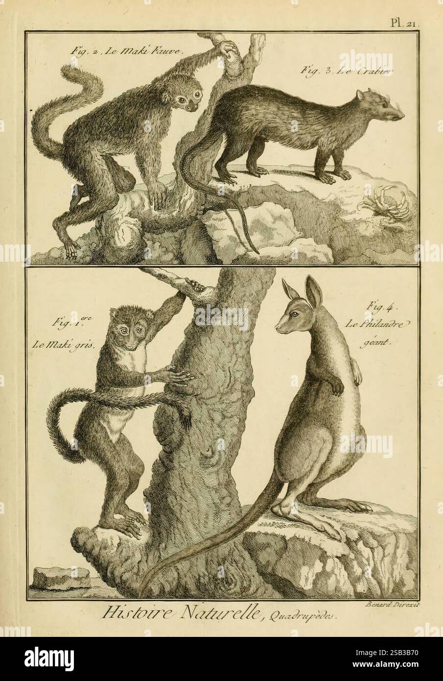 Mammalogie, ou, Description des espèces de mammifères, A Paris, Chez Mme. Veuve Agasse, imprimeur-libraire, 1820-1822, enciclopedie, mammiferi. l'illustrazione presenta una raccolta di quattro animali distinti, che mostrano varie specie in uno stile naturalistico. La sezione superiore mostra due creature: A sinistra c'è una scimmia, nota per i suoi arti lunghi e la postura espressiva, mentre a destra c'è una creatura che assomiglia a un furetto o a un piccolo mammifero simile, caratterizzata dal suo corpo allungato e dalle sue caratteristiche affilate. La sezione inferiore evidenzia una scimmia, raffigurata mentre sale su un albero, mostrando il suo giocoso Foto Stock