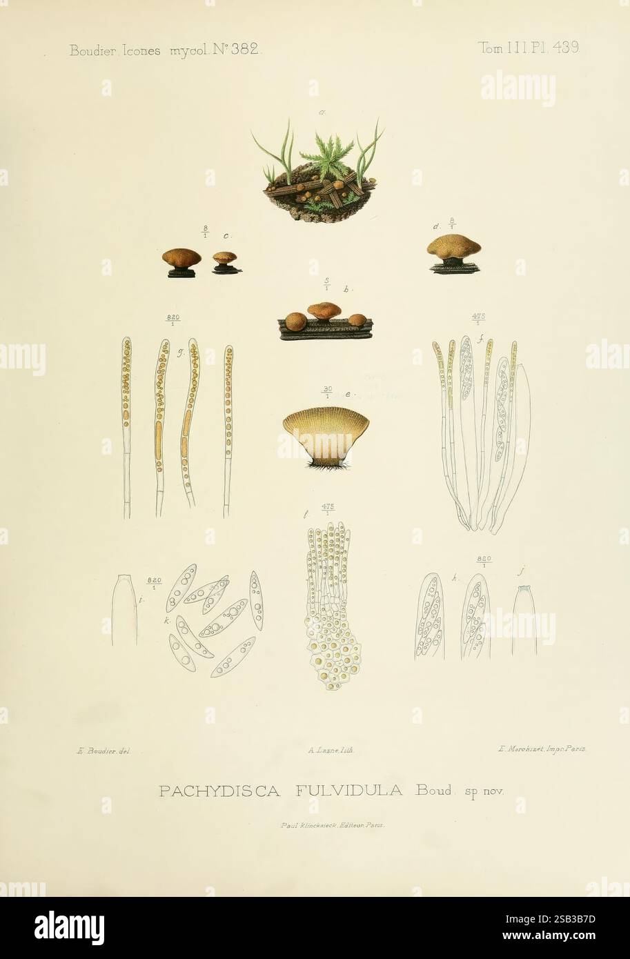 Icones mycologicæ, ou Iconographie des champignons de France Principalement Discomycetes, Parigi, L. Lhomme, successeur, 1905-1910. Discomycetes, Francia, funghi, funghi, l'illustrazione mostra varie fasi e forme della specie Pachydisca fulvidula, come documentato nella letteratura scientifica. Include descrizioni dettagliate delle caratteristiche strutturali dell'organismo, evidenziando sia la morfologia distinta delle sue parti riproduttive che i suoi modelli di crescita complessivi. La disposizione illustra varie strutture, tra cui spore, capsule e altre caratteristiche morfologiche, accompagnate Foto Stock